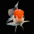 Juvenile Oranda Tricolor 3.5"-4" in.  ID#424T1A-001