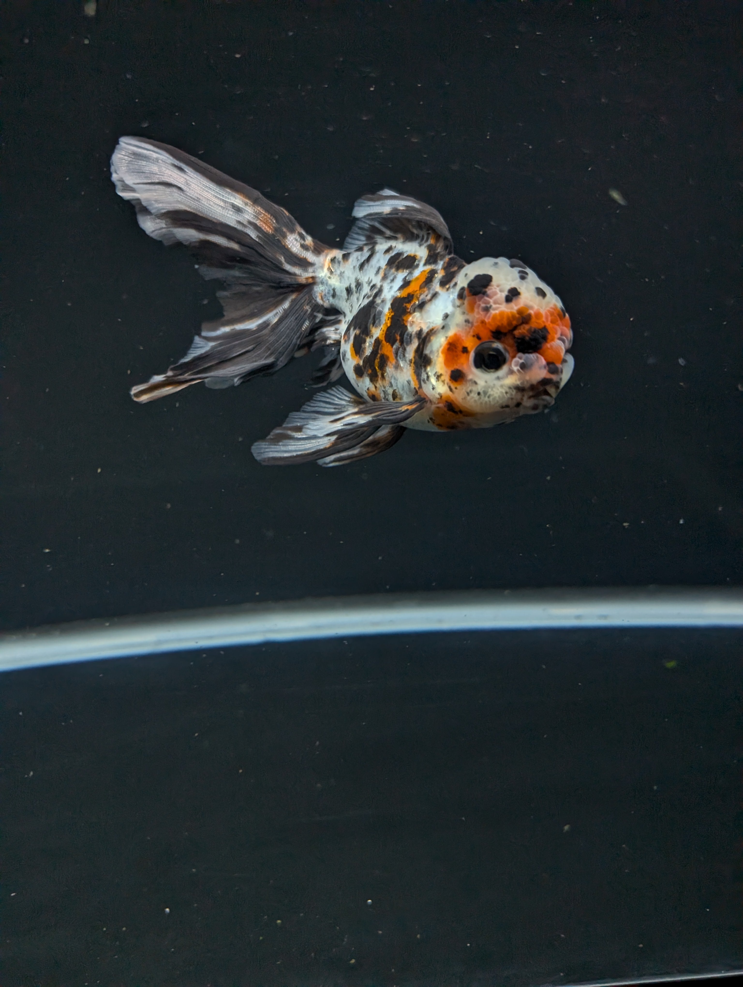 Calico Oranda 5"in. ID#821LB2A-63