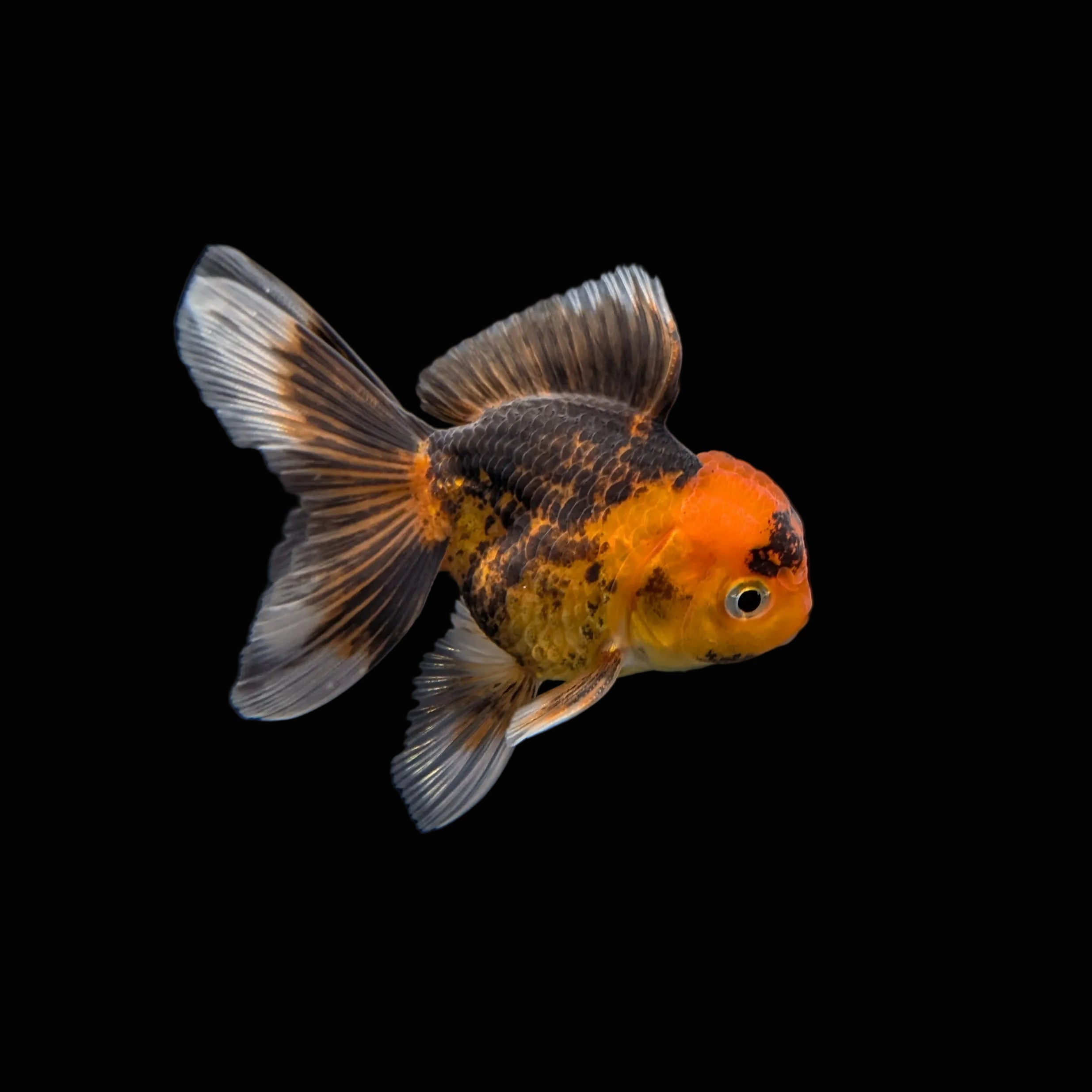 Juvenile Oranda Tricolor 3.5"-4" in.  ID#320T13b-018