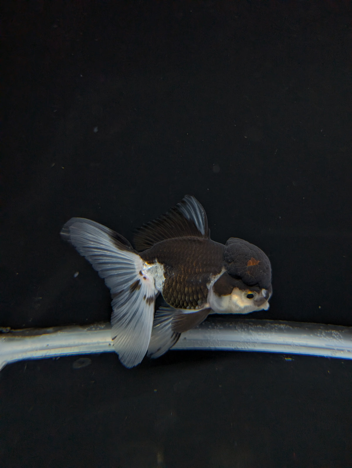 Thai Oranda Panda 4"-4.5"in.  ID#1023T1A-024