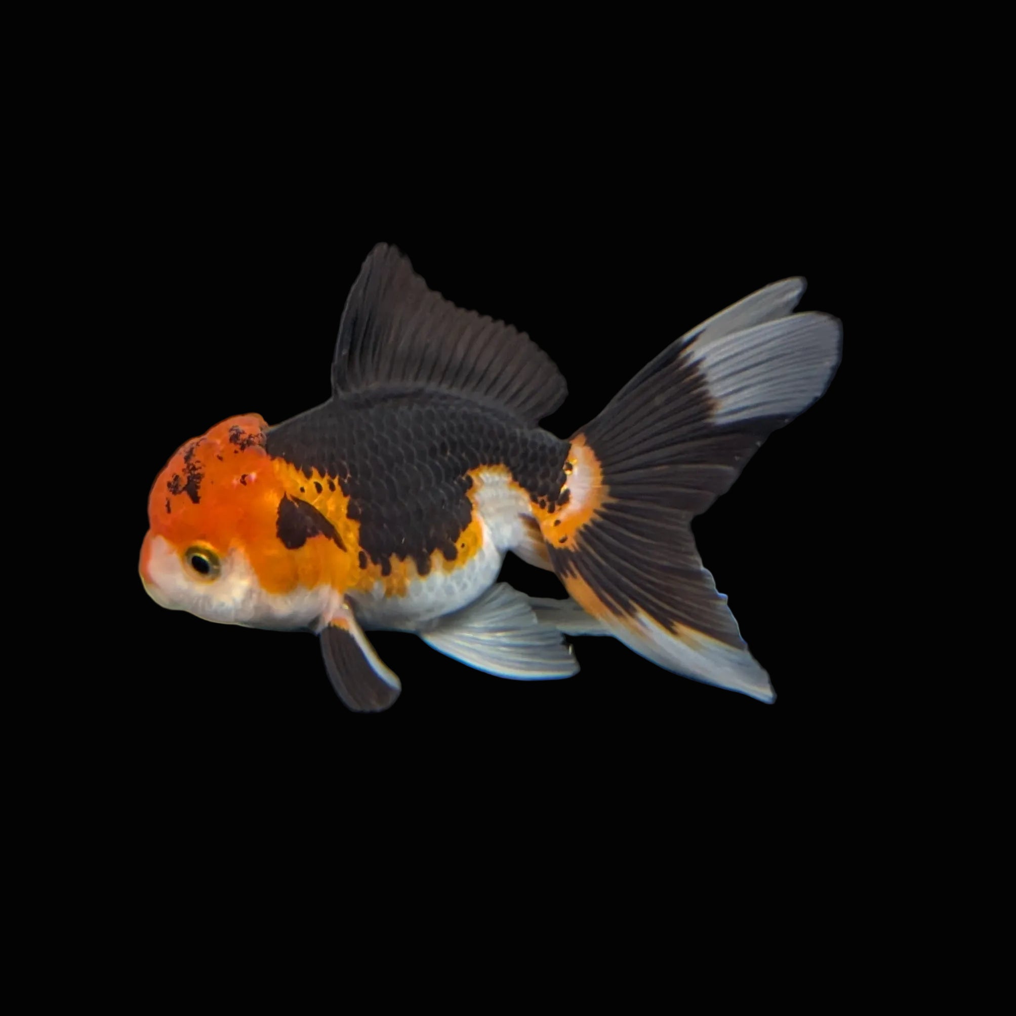 Juvenile Oranda Tricolor 3.5"-4" in.  ID#403T8A-007