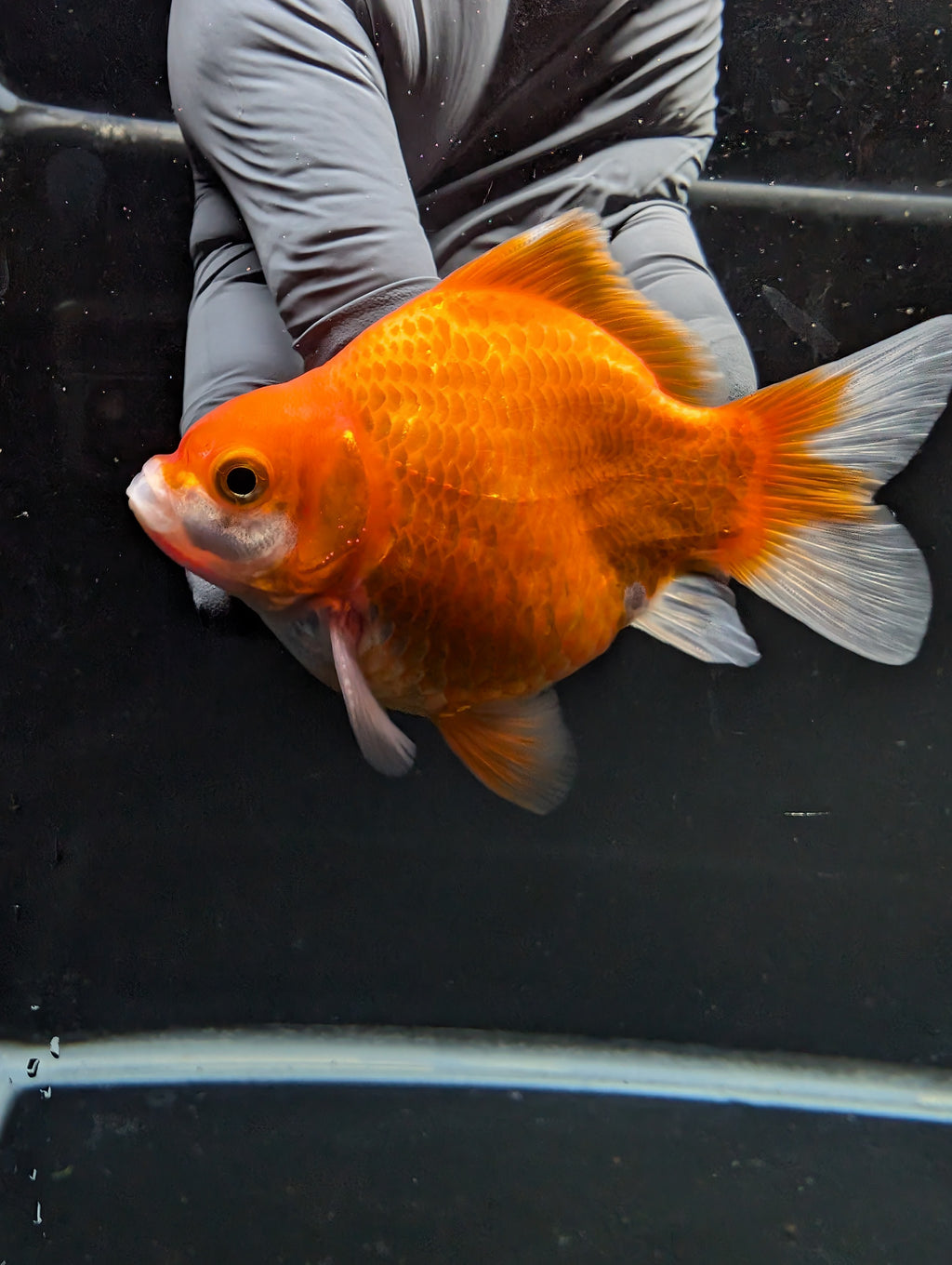 Tamasaba Red White 3"-3.5" in. ID#1009TM1B-004