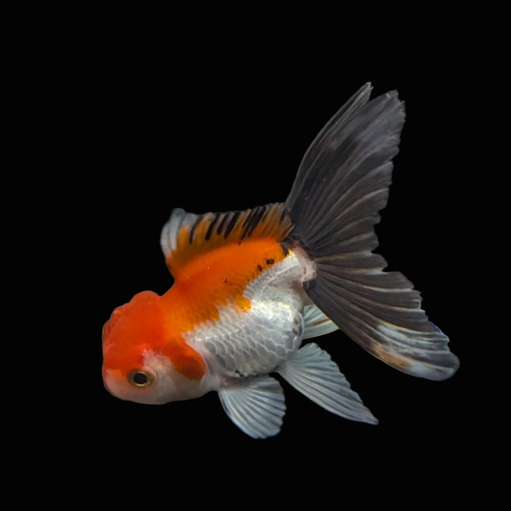 Juvenile Oranda Tricolor 3.5"-4" in.  ID#403T8A-009