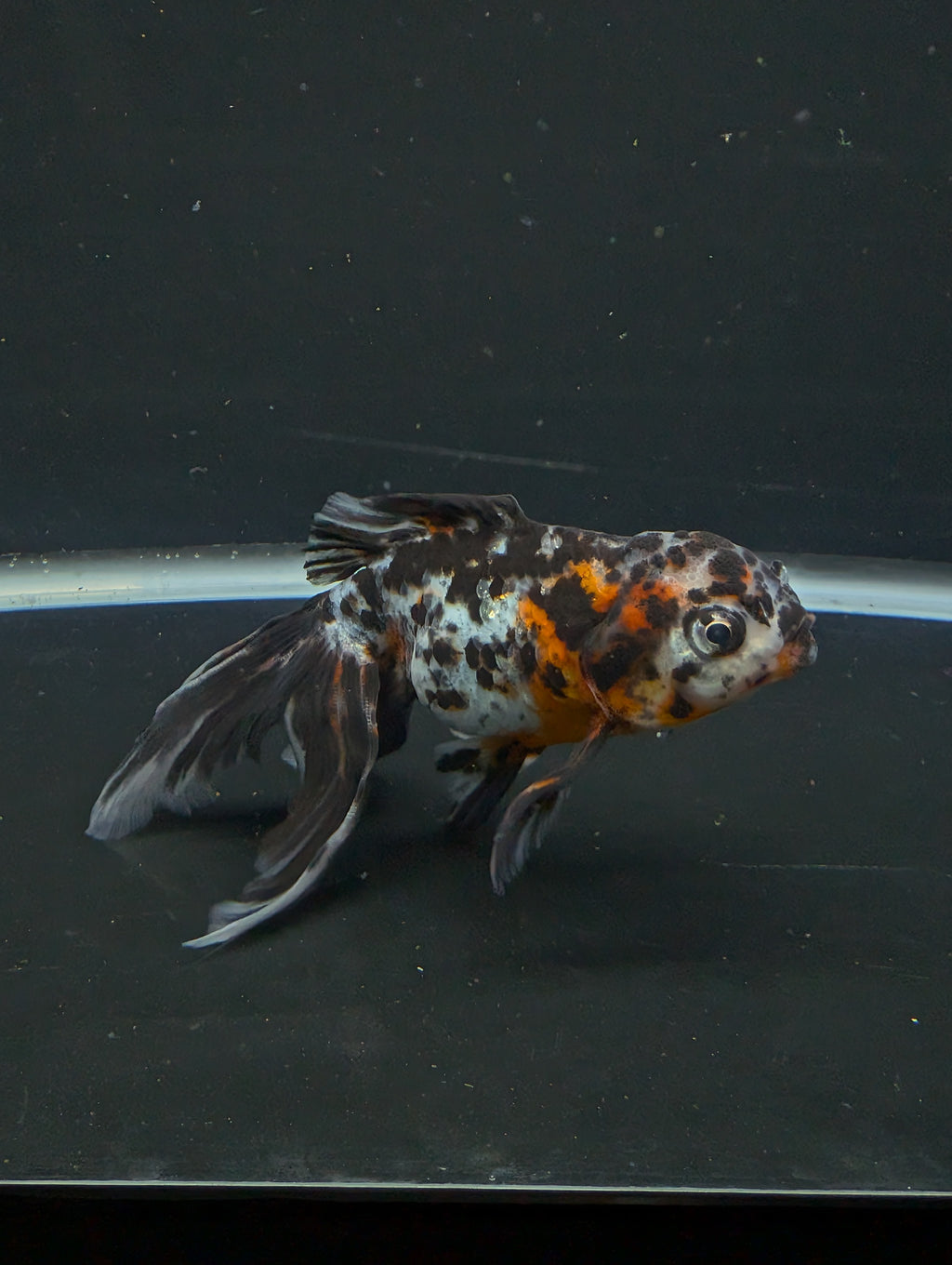 Calico Oranda 5"in. ID#821LB2A-61 Please See Notes.