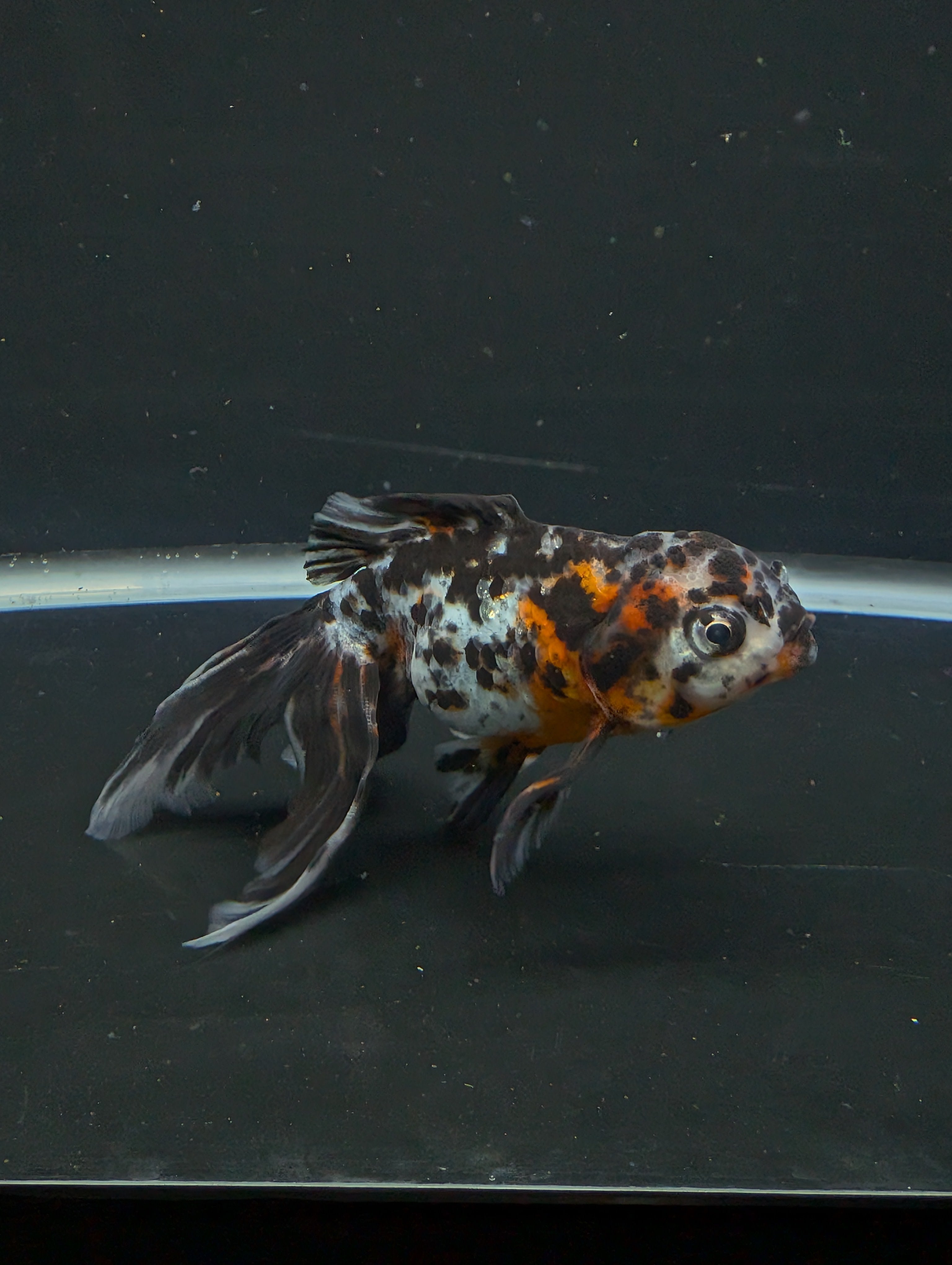 Calico Oranda 5"in. ID#821LB2A-61 Please See Notes.