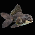Thai Juvenile Oranda Panda 3"-3.5" in.  ID#724T1A-025