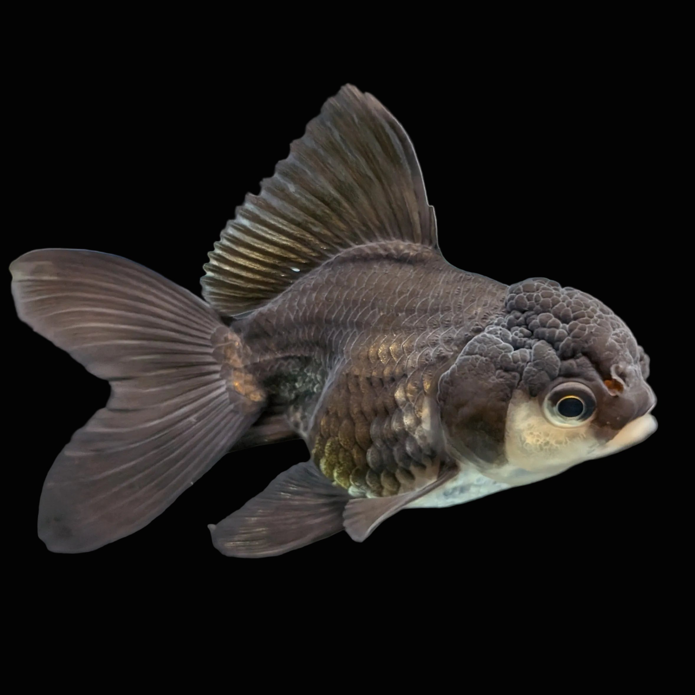 Thai Juvenile Oranda Panda 3"-3.5" in.  ID#724T1A-025