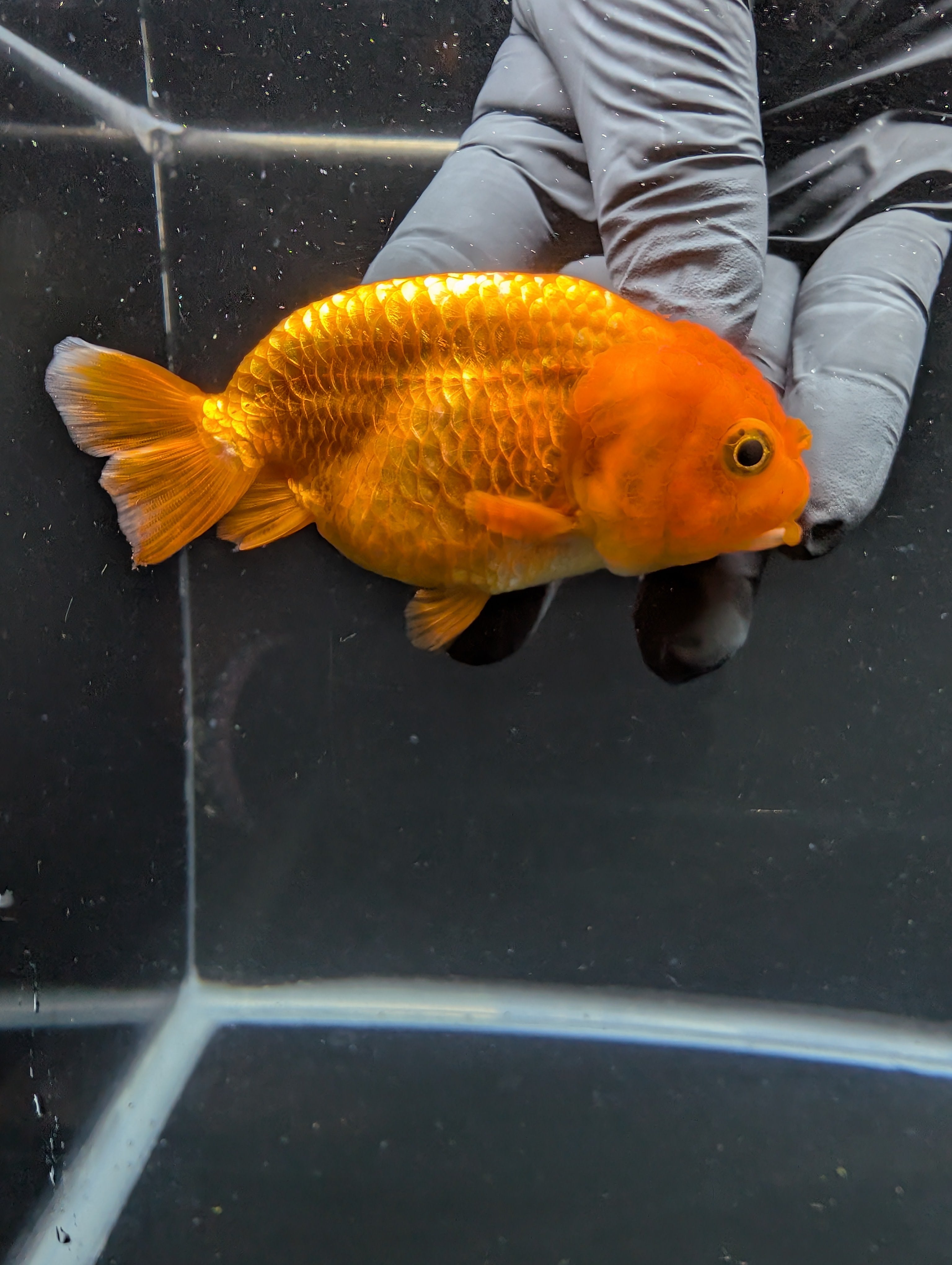 Ranchu Red White 3.5"-4"in. ID#828R4A-024