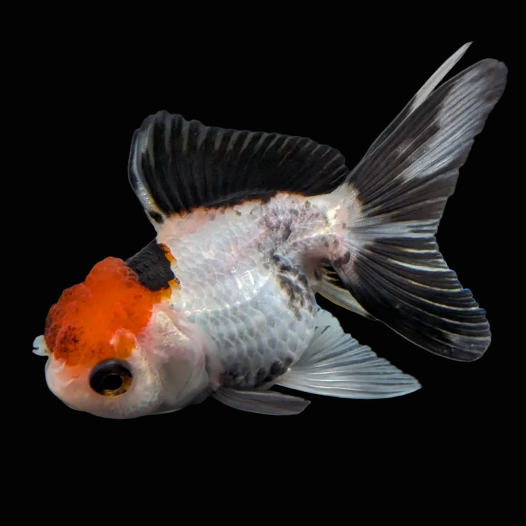 Thai Baby Oranda Tricolor 3"in.  ID#807T1A-002