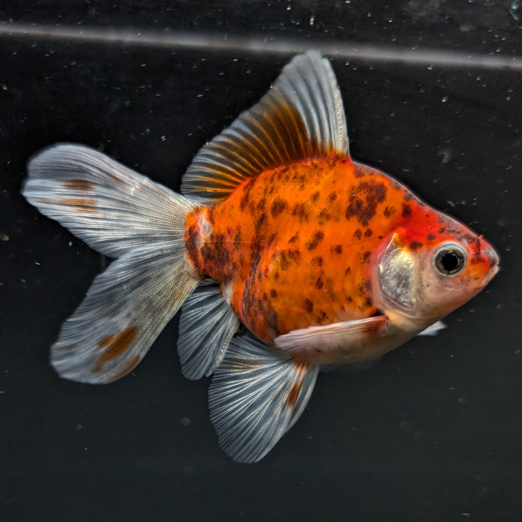 Tamasaba Calico 3"-3.5" in. ID#1009TM1B-010