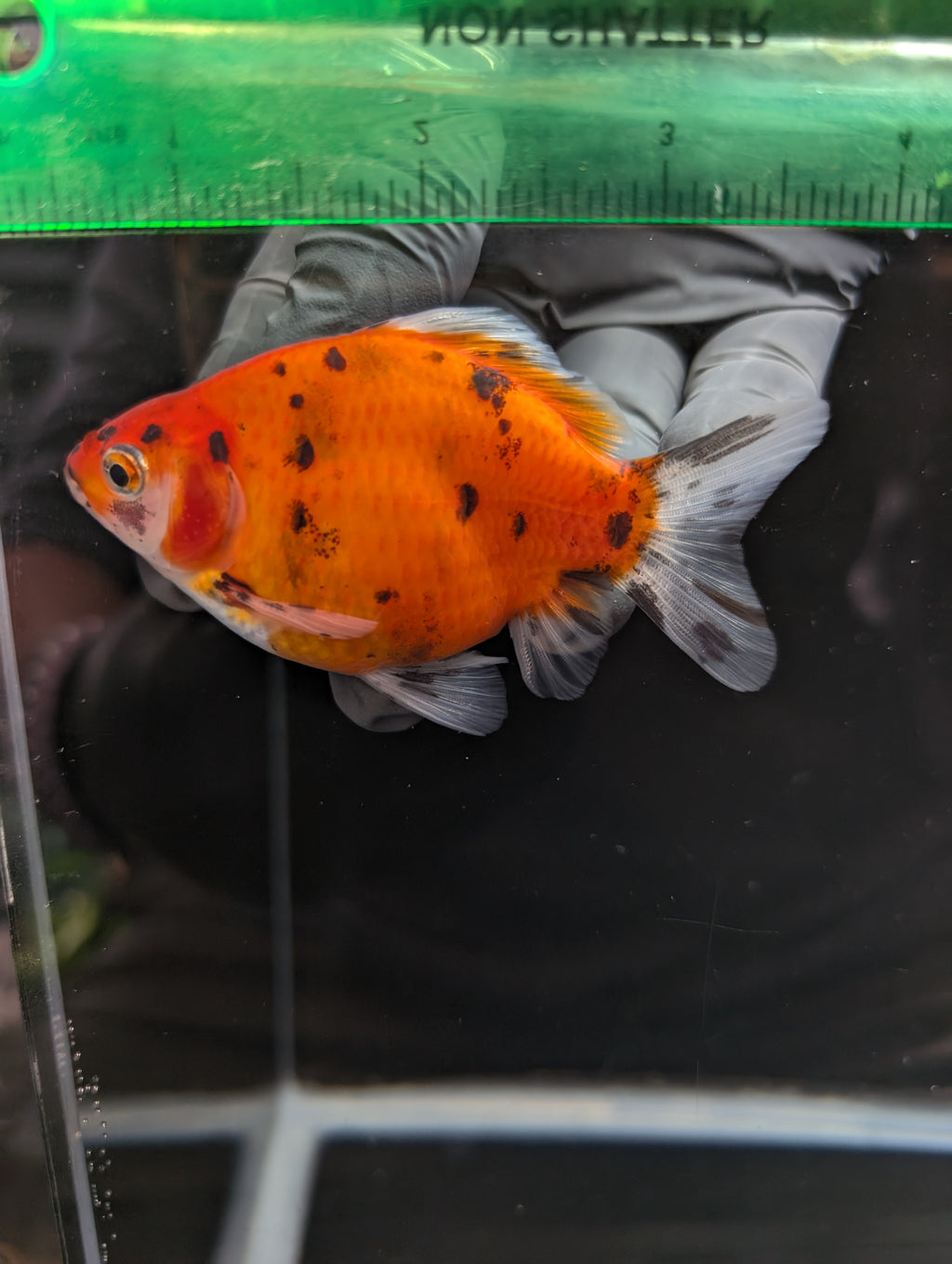 Tamasaba Calico 3.5" in. ID#1023TM1B-024