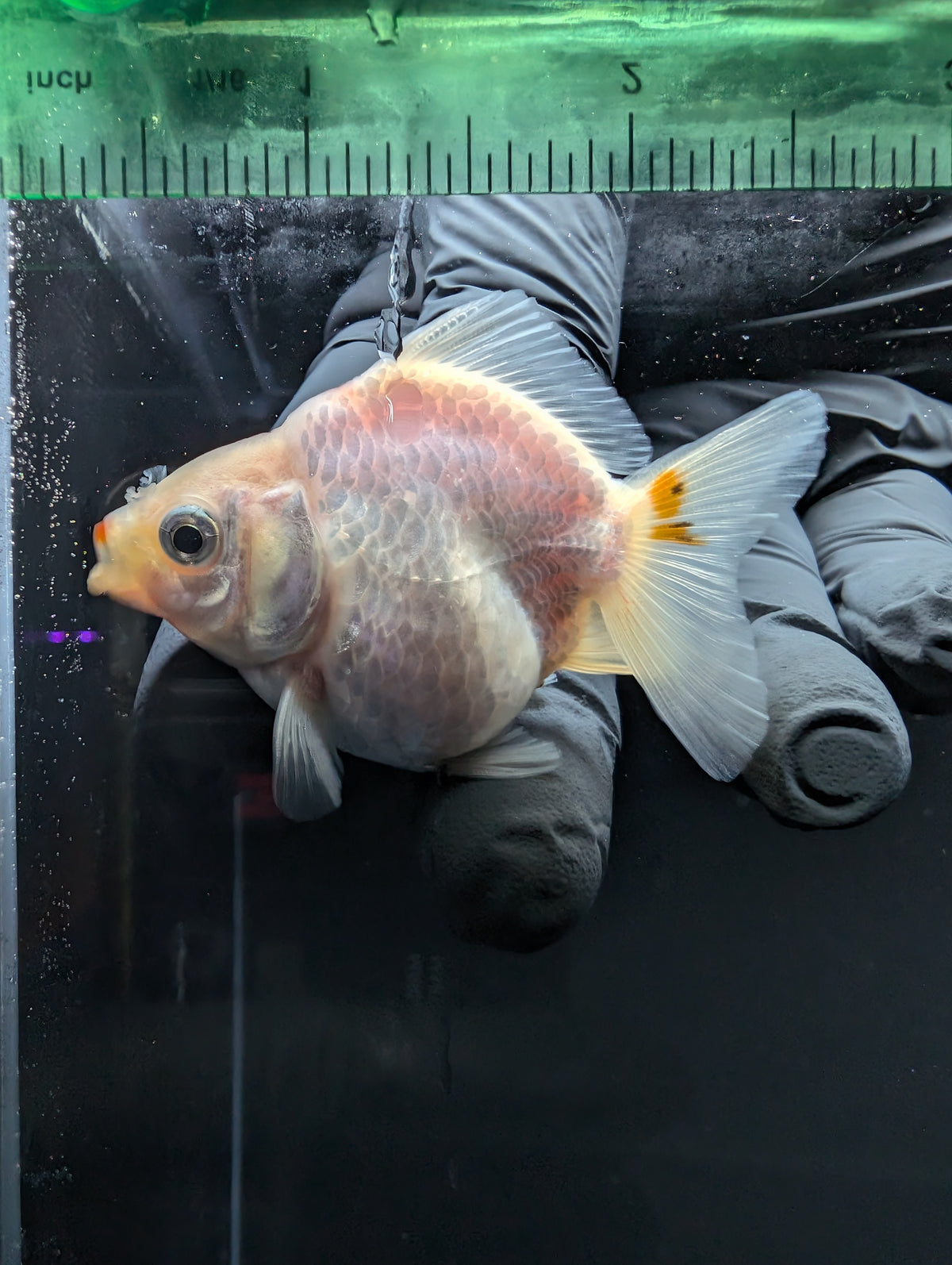 Baby Thai Shogun Oranda Red White 2"-2.5" in. ID#1016BSG11A-004