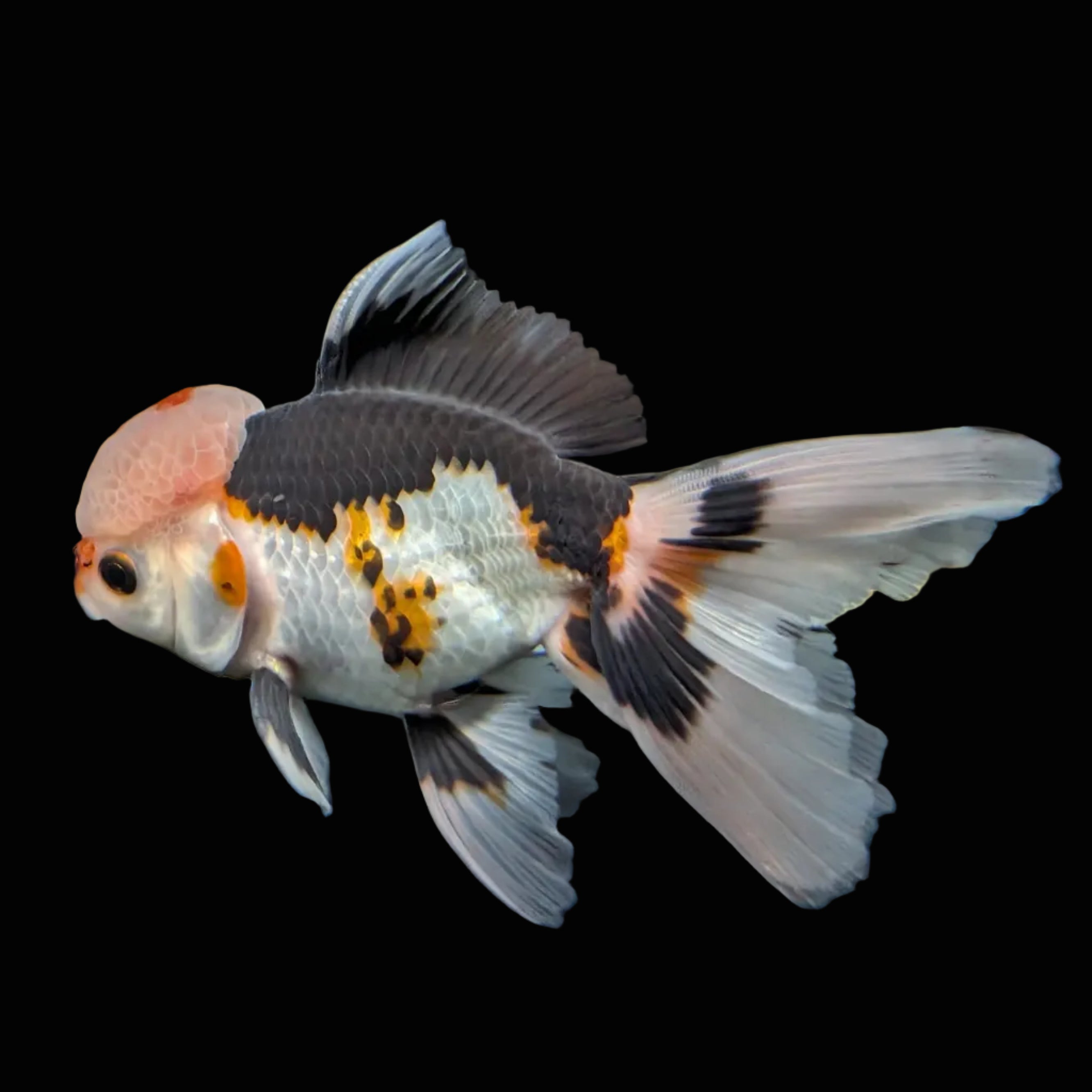 Thai Oranda Tricolor  4.5"-5"  ID#718T5B-003