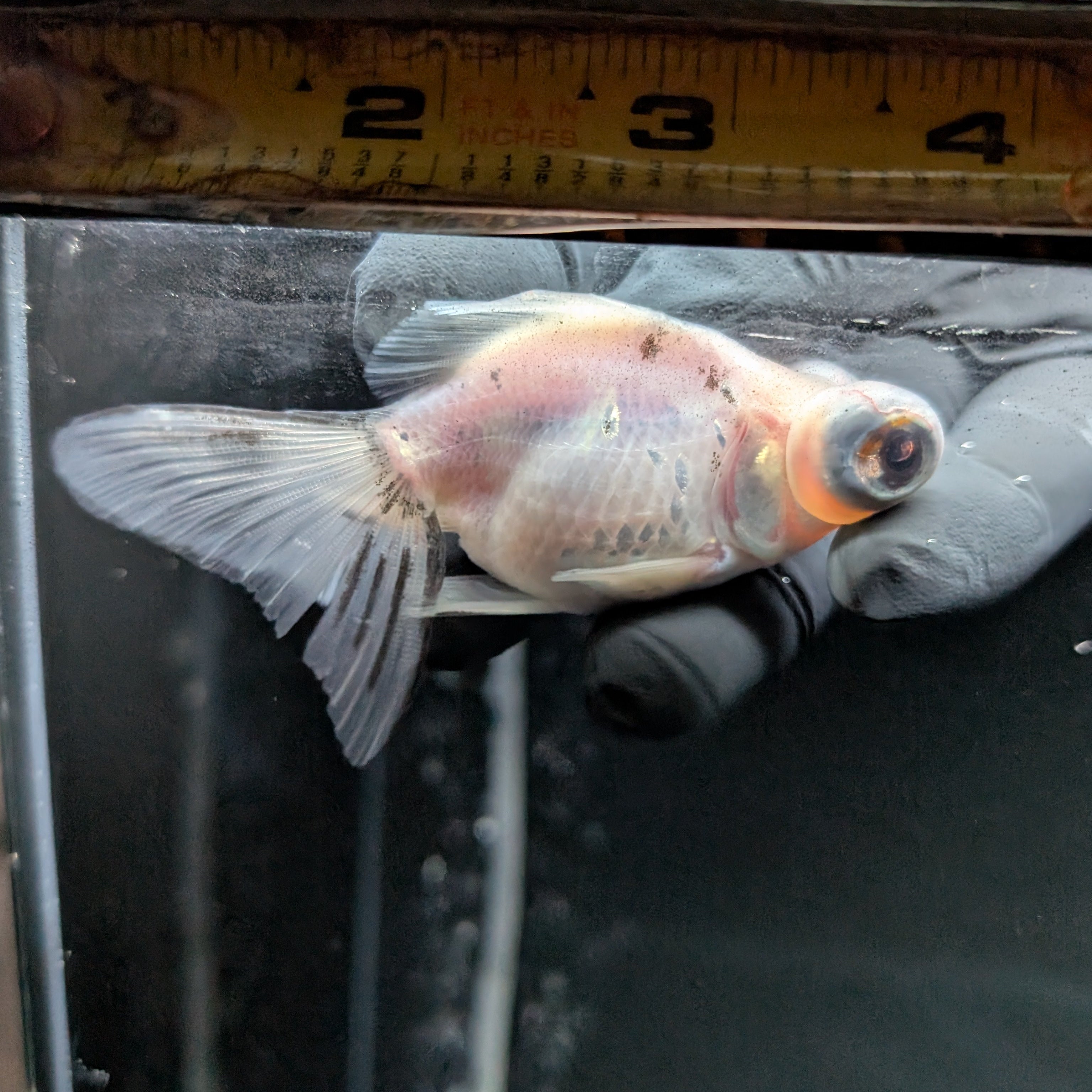 Telescope Butterfly Calico 3.5"-4" in. ID#522B6B-007
