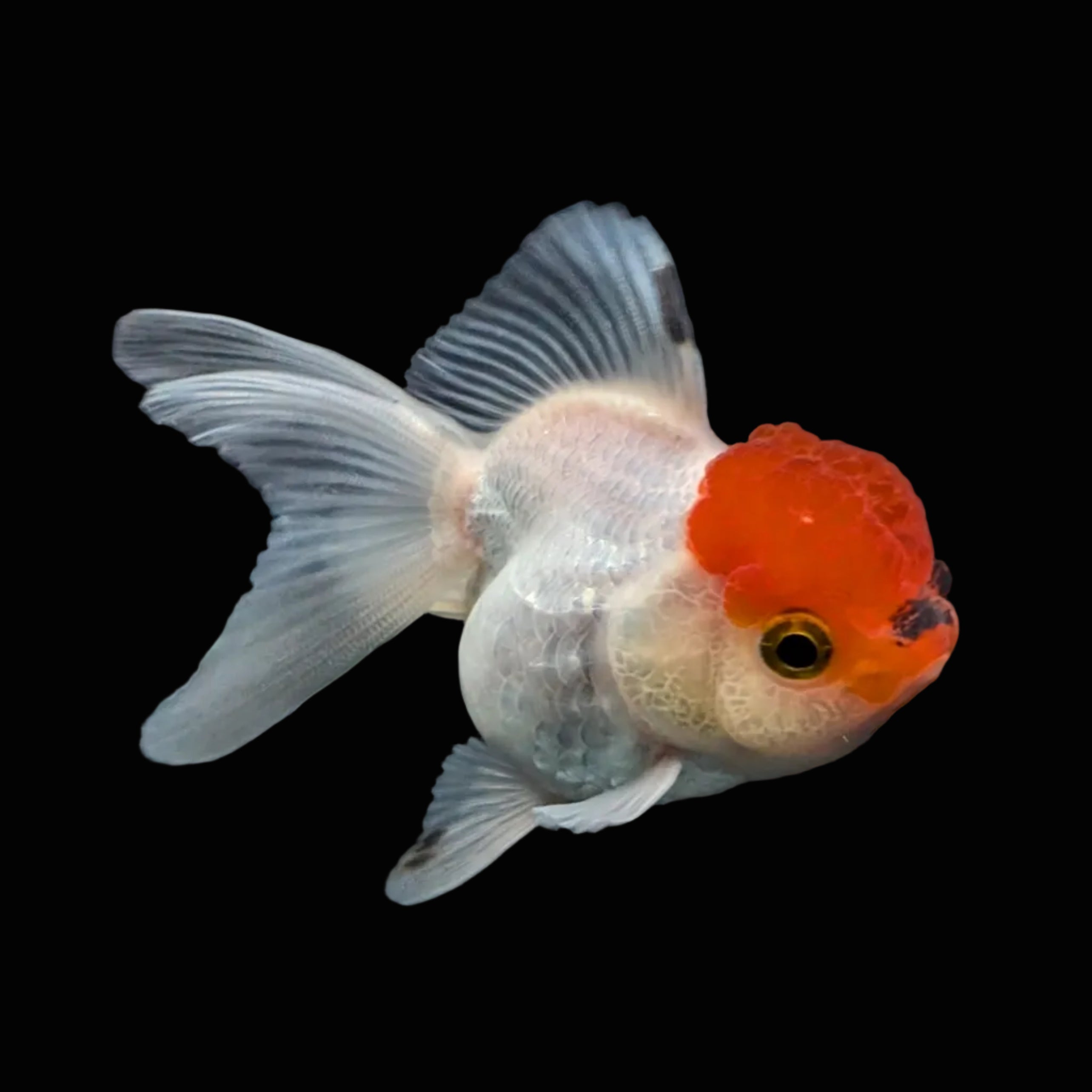Juvenile Oranda Tricolor 3.5"-4" in.  ID#501T2A-001
