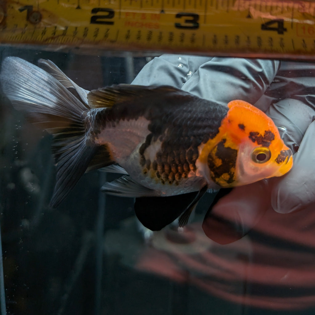 Juvenile Oranda Tricolor 3.5"-4" in.  ID#501T2A-004