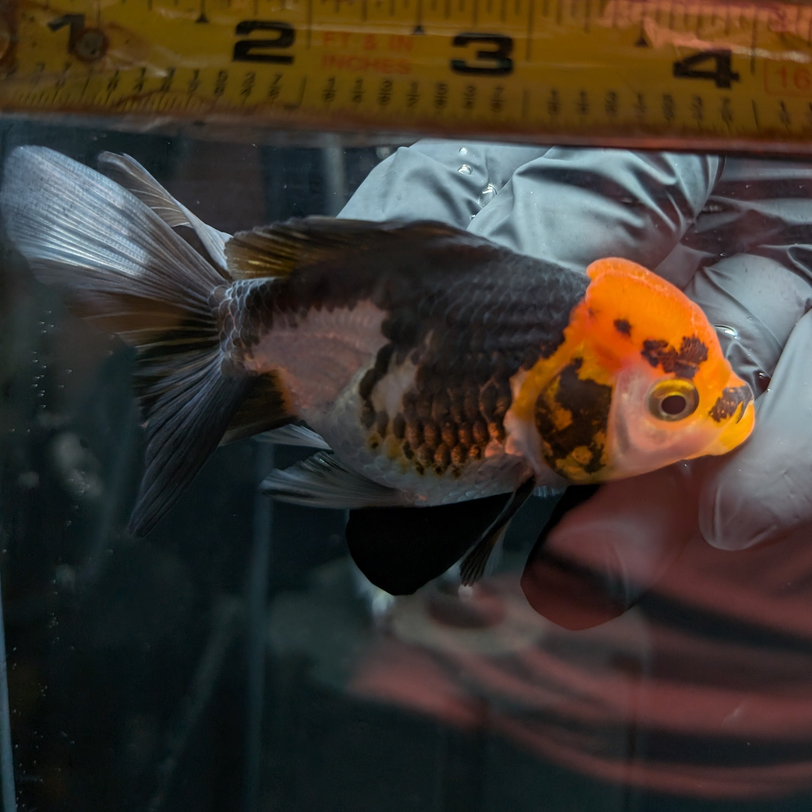 Juvenile Oranda Tricolor 3.5"-4" in.  ID#501T2A-004