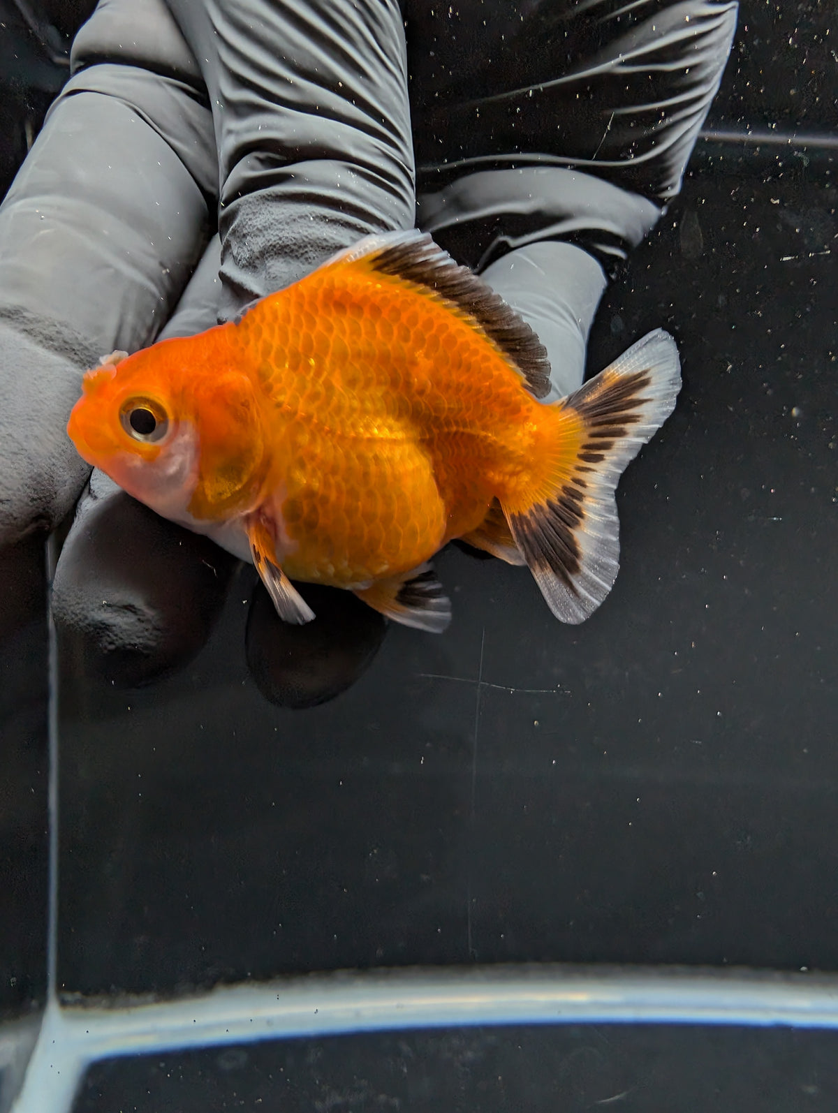 Baby Thai Shogun Oranda Tricolor 2"-2.5" in. ID#1016BSG11A-002