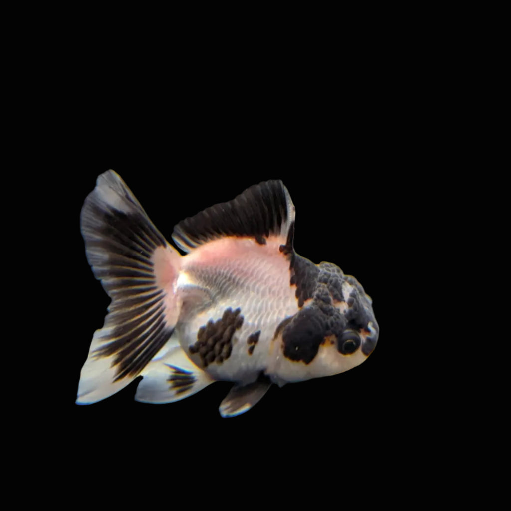 Juvenile Oranda Panda 3.5"-4" in.  ID#320T13b-007