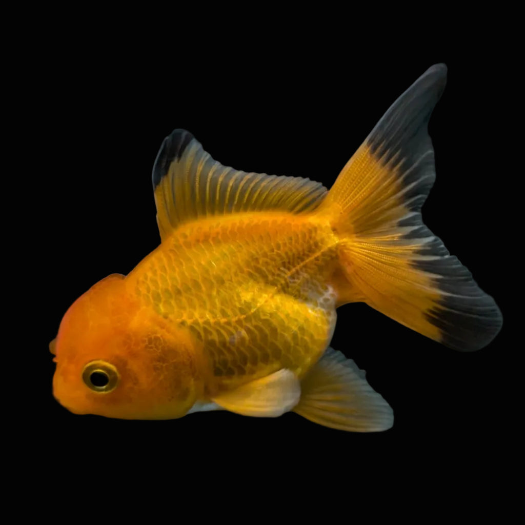 Thai Juvenile Oranda Red Black 3"-3.5" in.  ID#724T1A-023