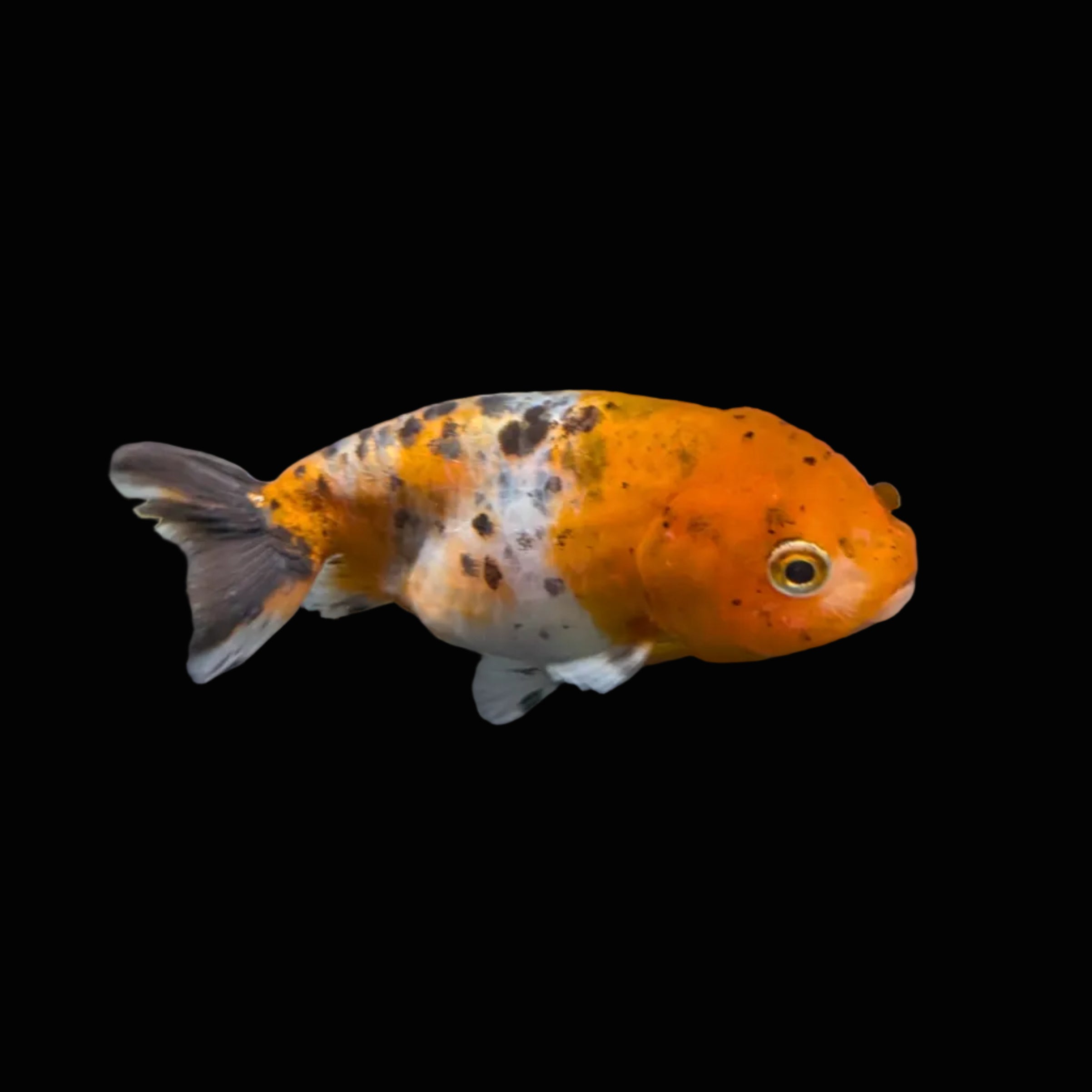 Ranchu Calico 3"-3.5" in. ID#417R13A-004