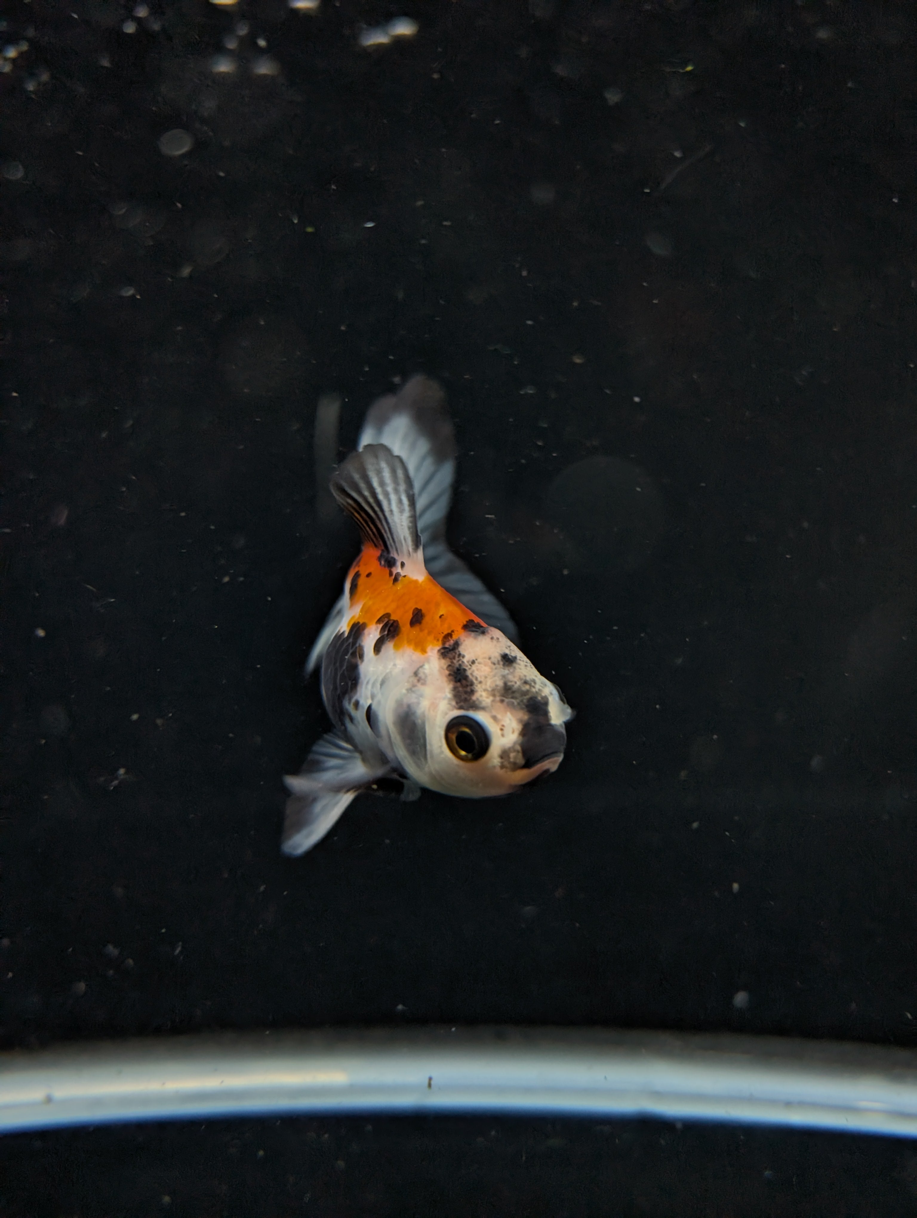 Juvenile Oranda  Tricolor 3"-3.5"in.  ID#619T1A-009