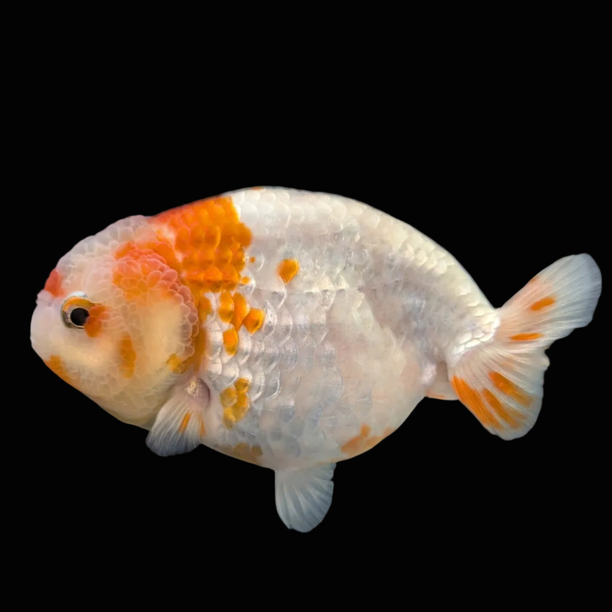 Jumbo Ranchu Sakura 4.5"-5" in. ID#1009R8A-052