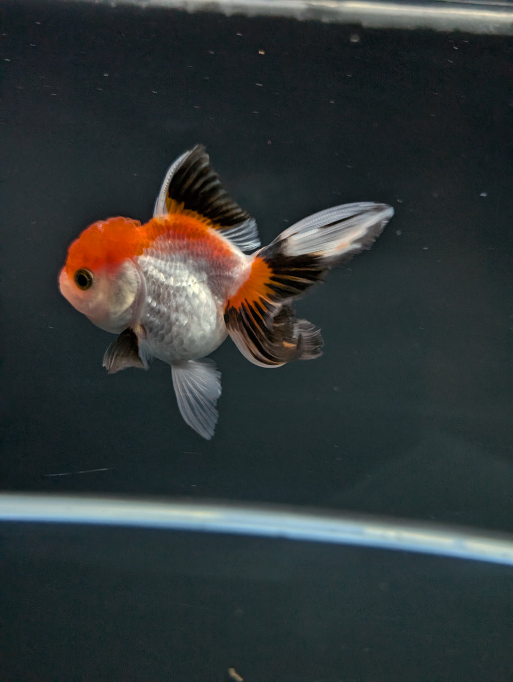 Juvenile Oranda Tricolor 3.5"-4" in.  ID#508T2A-025