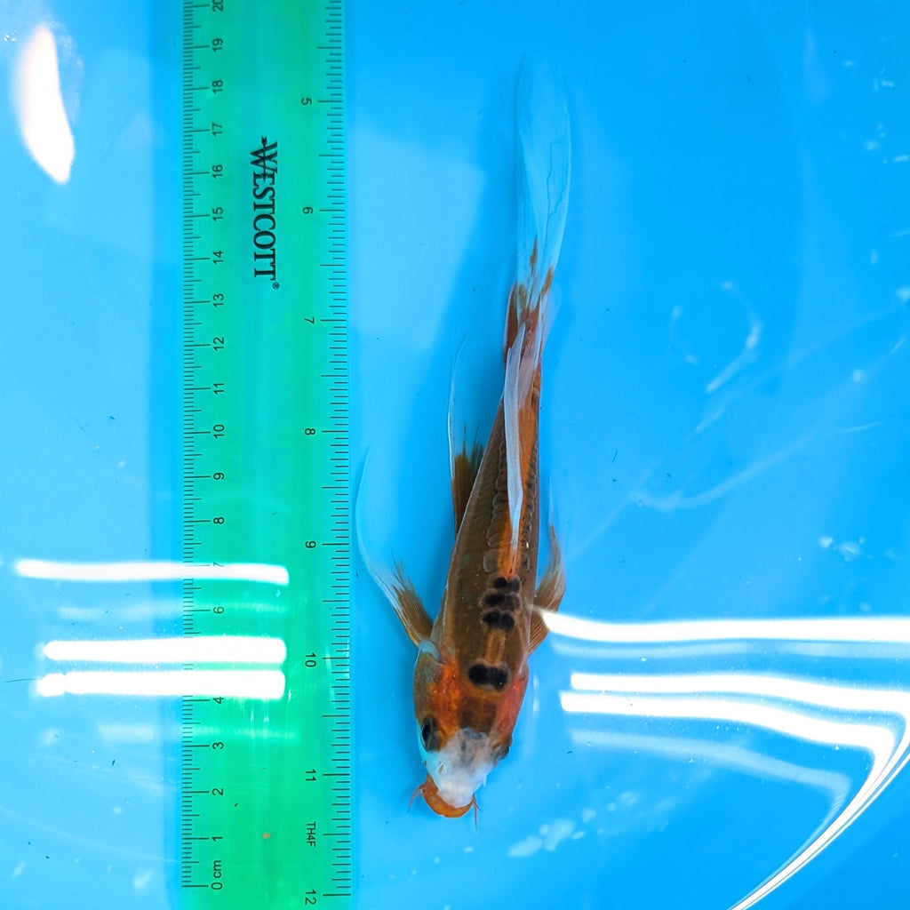 Shusui Butterfly Koi  6"-7" in. ID#727BFK-001