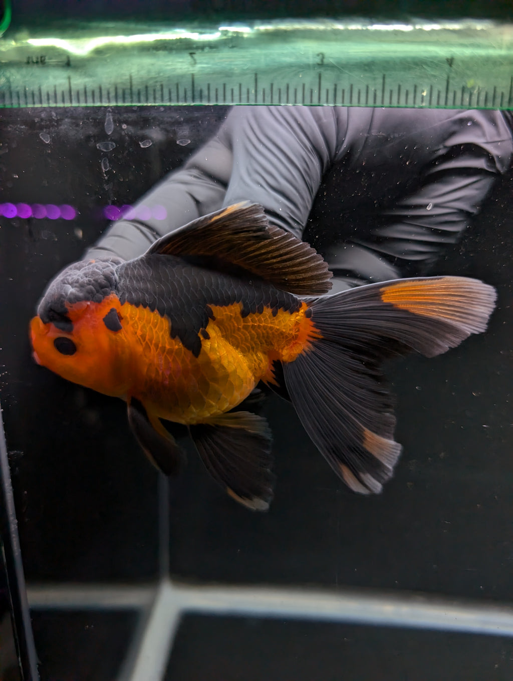 Thai Oranda Red Black 4"-4.5"in.  ID#1016T1A-004