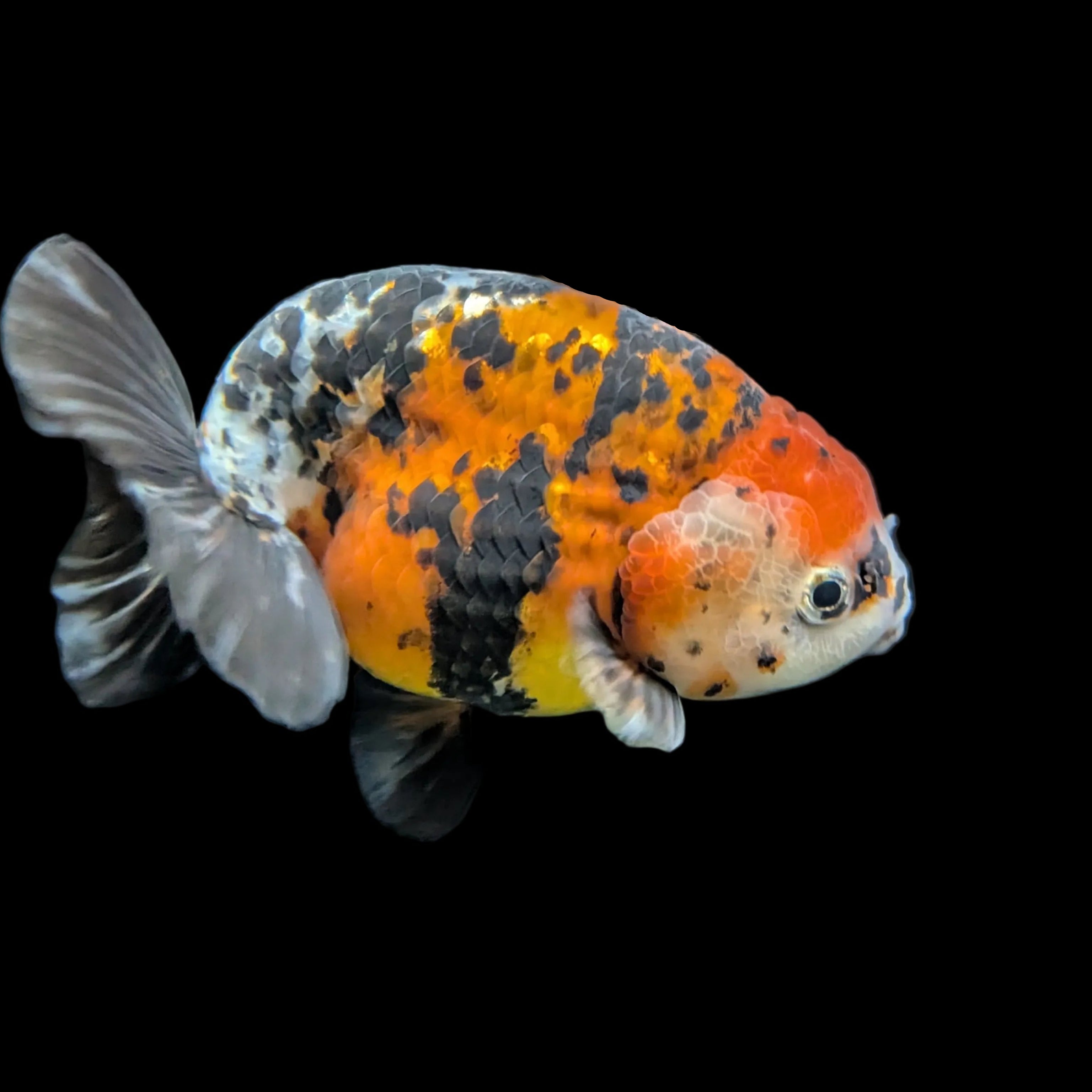 Jumbo Ranchu AA Grade *Special Color Tiger Calico 5" in. ID#116R4B-04
