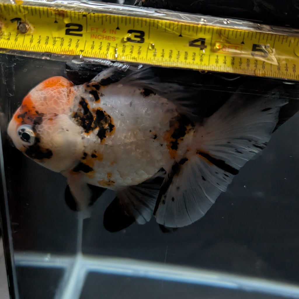 Jumbo Oranda Shogun Style Short Body Calico  5"-5.5" in. ID#130R2B-015