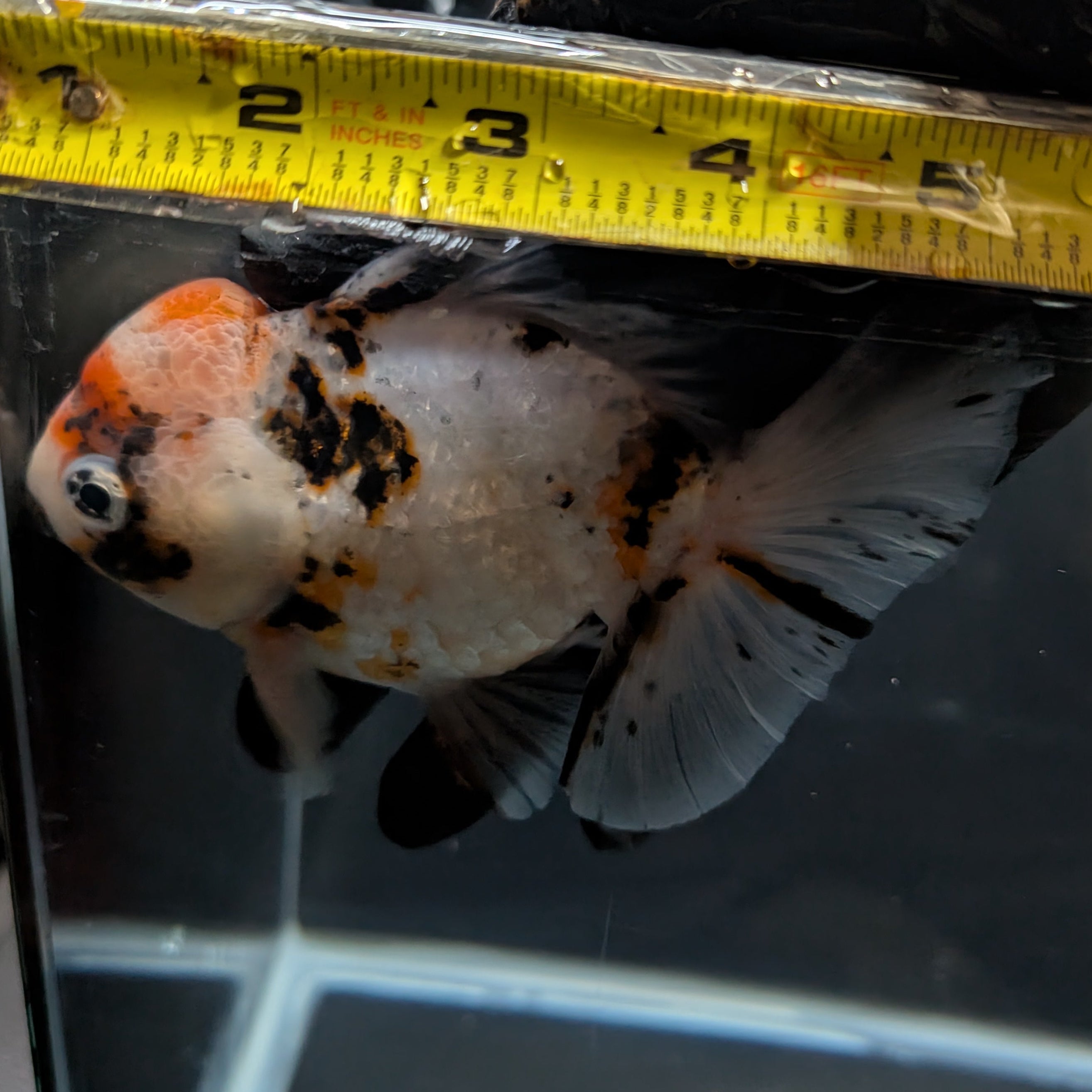 Jumbo Oranda Shogun Style Short Body Calico  5"-5.5" in. ID#130R2B-015