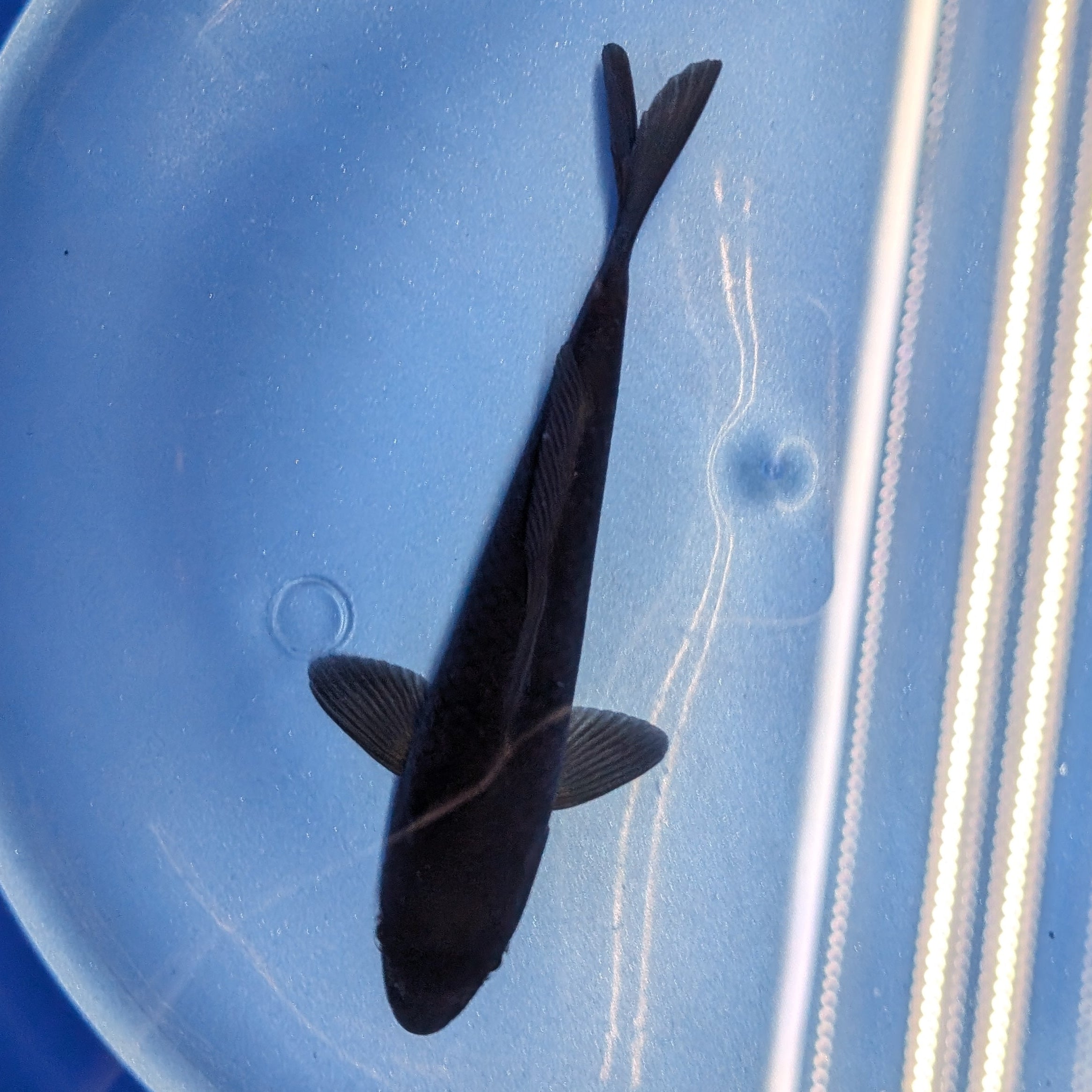 Karasu Koi  5"-6"in. ID#806BFK-021