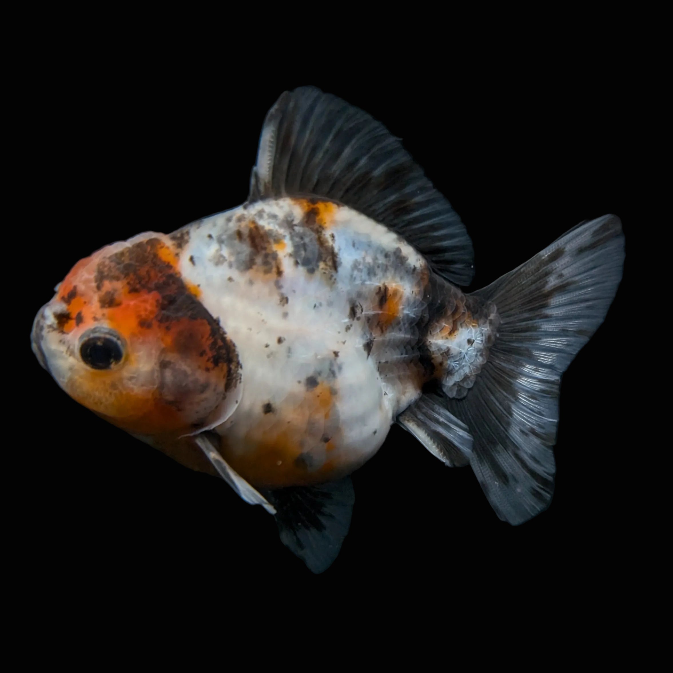 Thai Oranda Shogun Calico 4" in. ID#626SG7A-005
