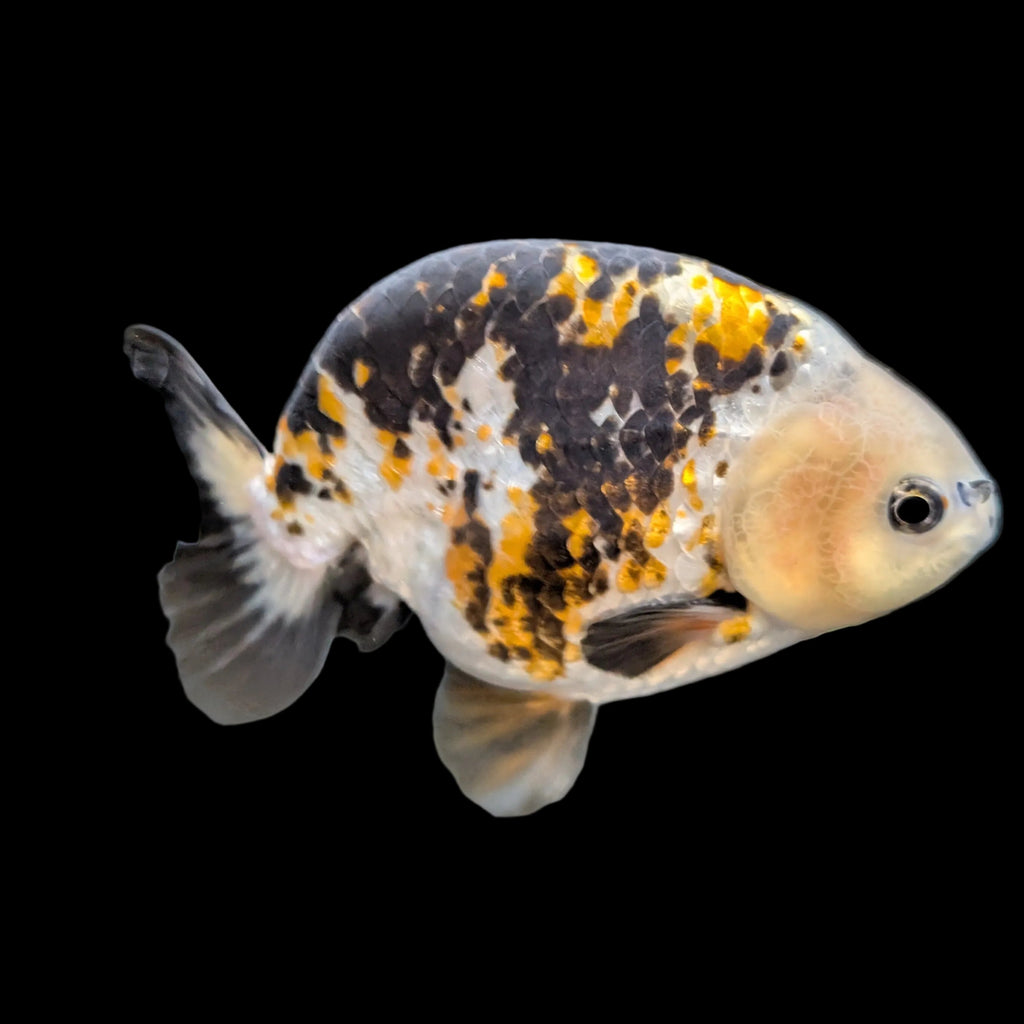Jumbo Ranchu  AA Grade *Special Color Calico 5"-5.5" in. ID#116R4B-02