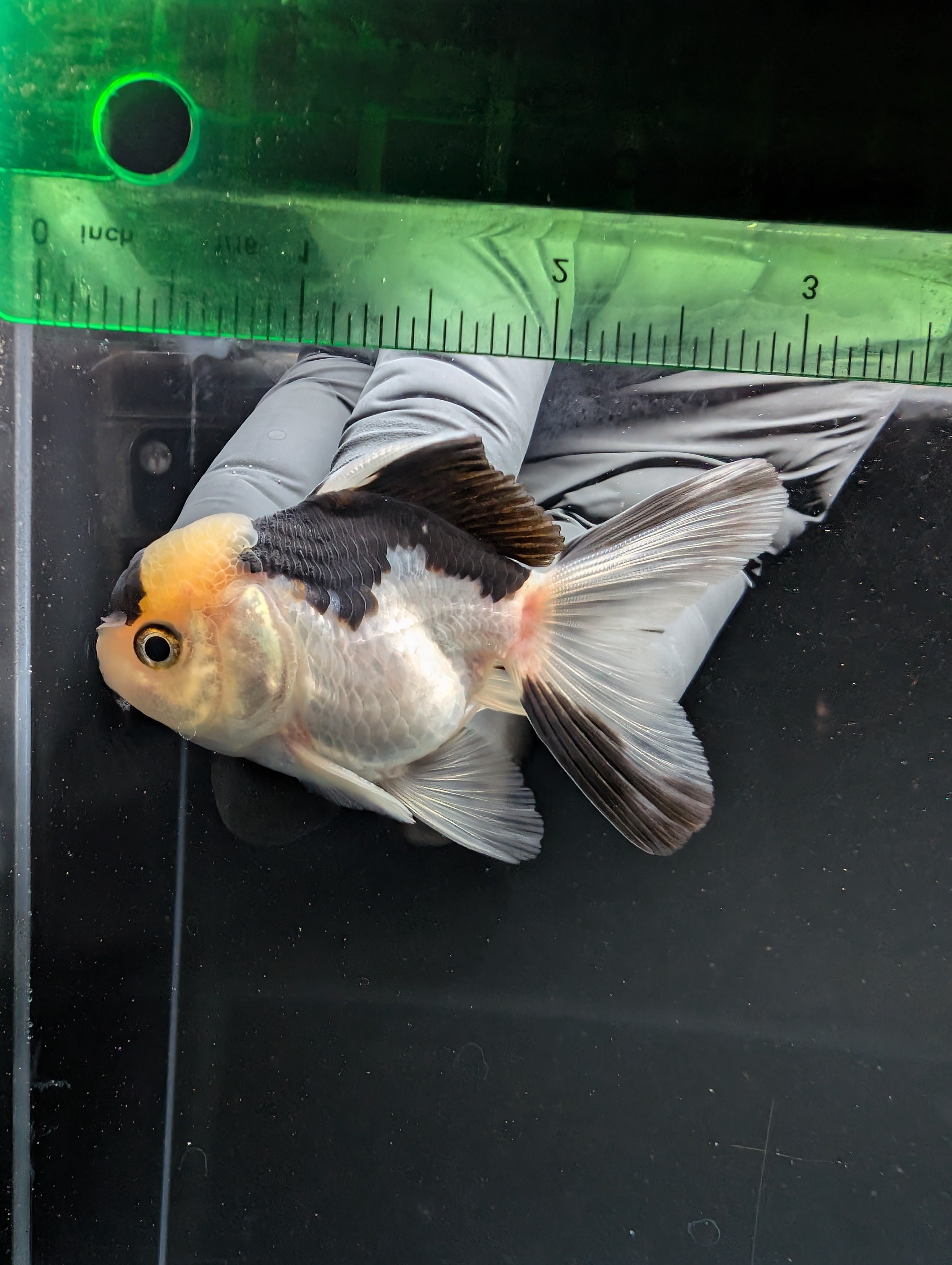Juvenile Thai Oranda Panda 3"in.  ID#814T1A-008