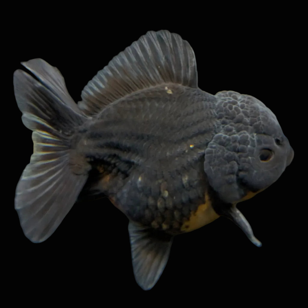 Thai Oranda Shogun Calico 4" in. ID#703SG7A-007