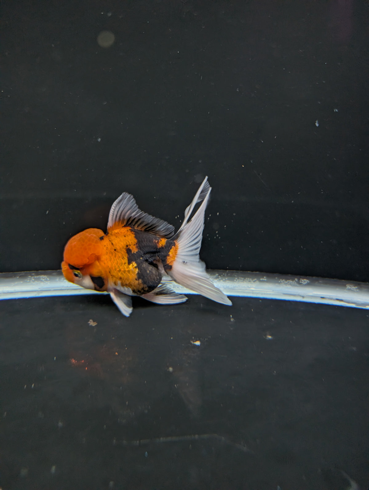 Thai Oranda Tricolor 4"-4.5"in.  ID#1023T1A-025