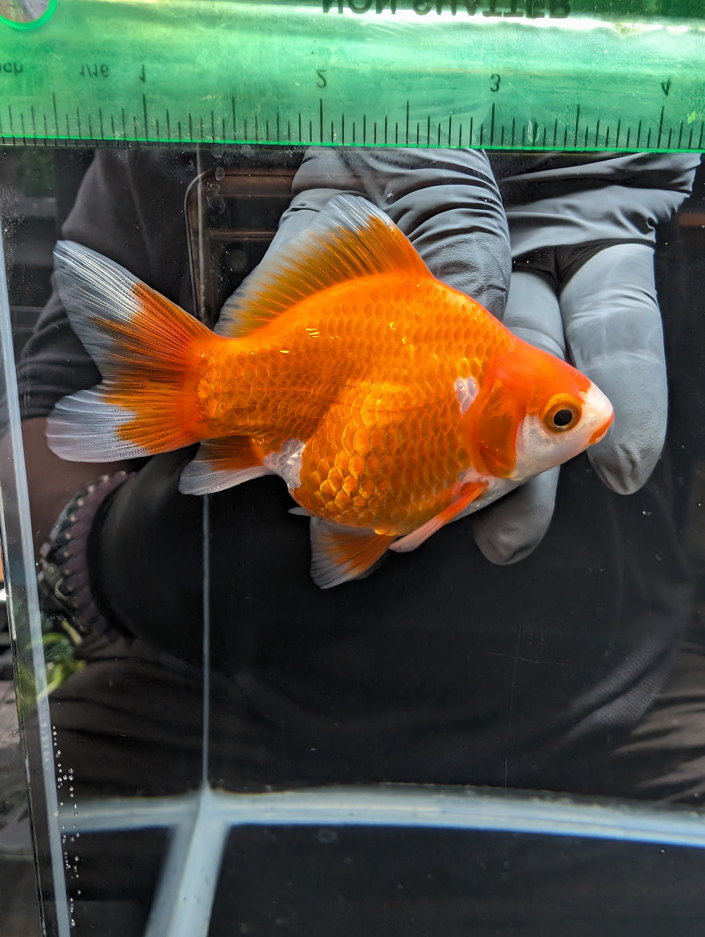 Tamasaba Kuchibeni Red White 3.5"in. ID#1023TM1B-026