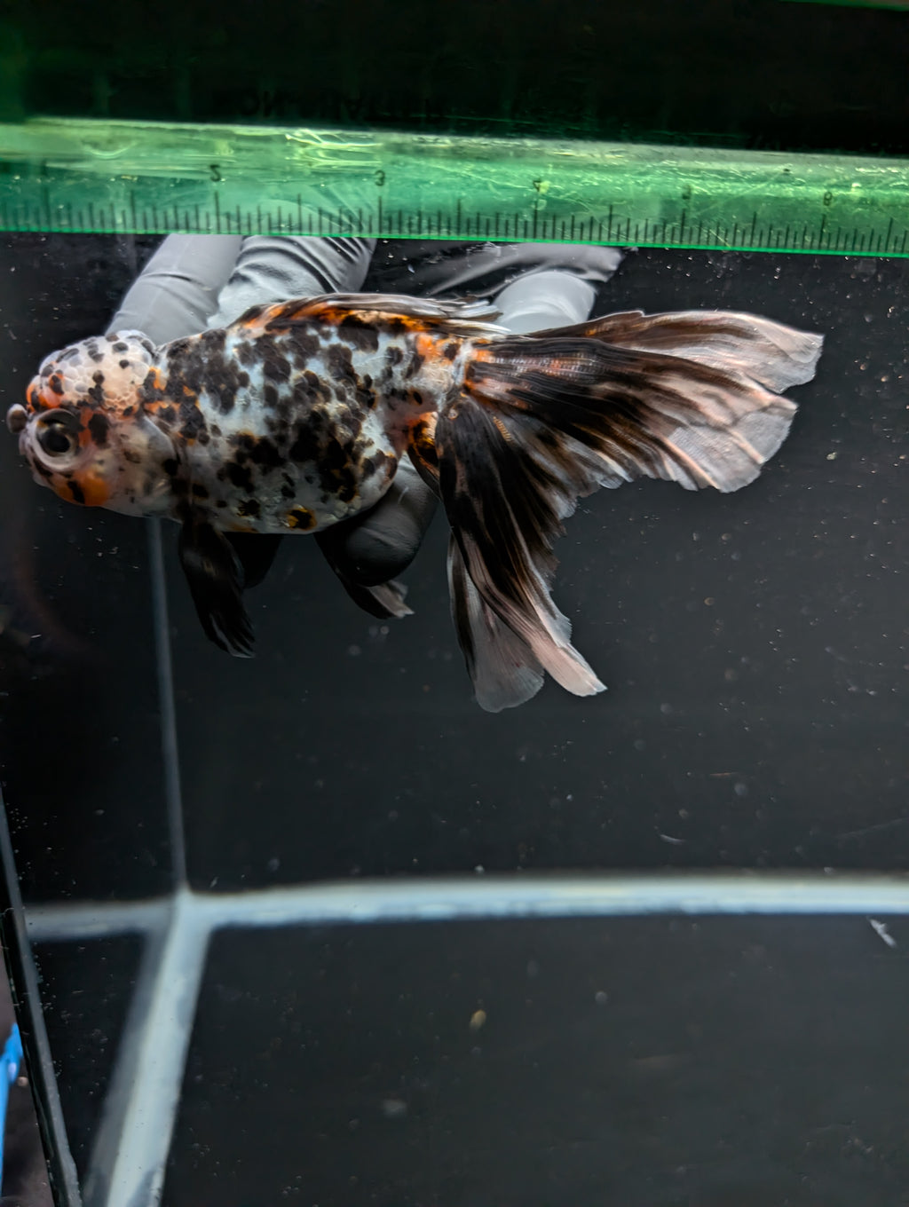 Calico Oranda 4.5"-5"in. ID#911LB2A-002