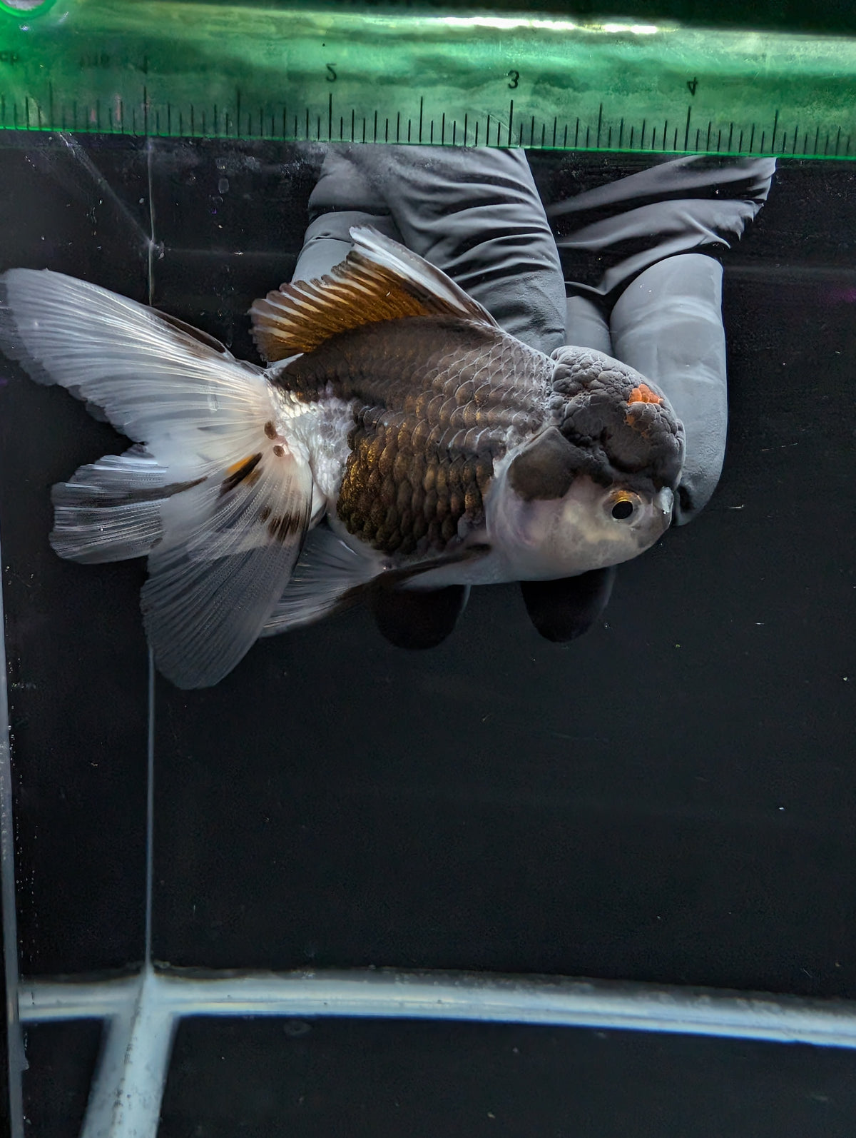Thai Oranda Panda 4"-4.5"in.  ID#1023T1A-024