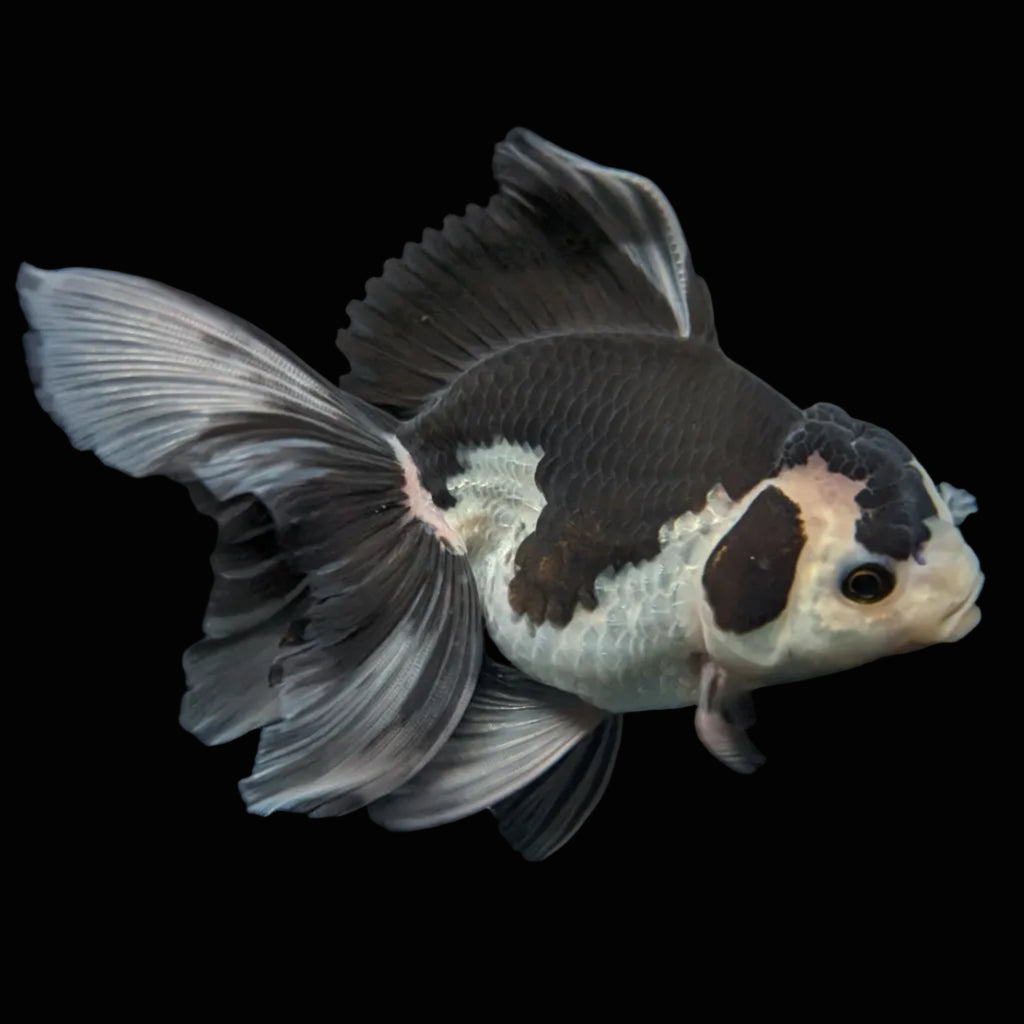 Thai Oranda Panda  4.5"-5"  ID#718T5B-001