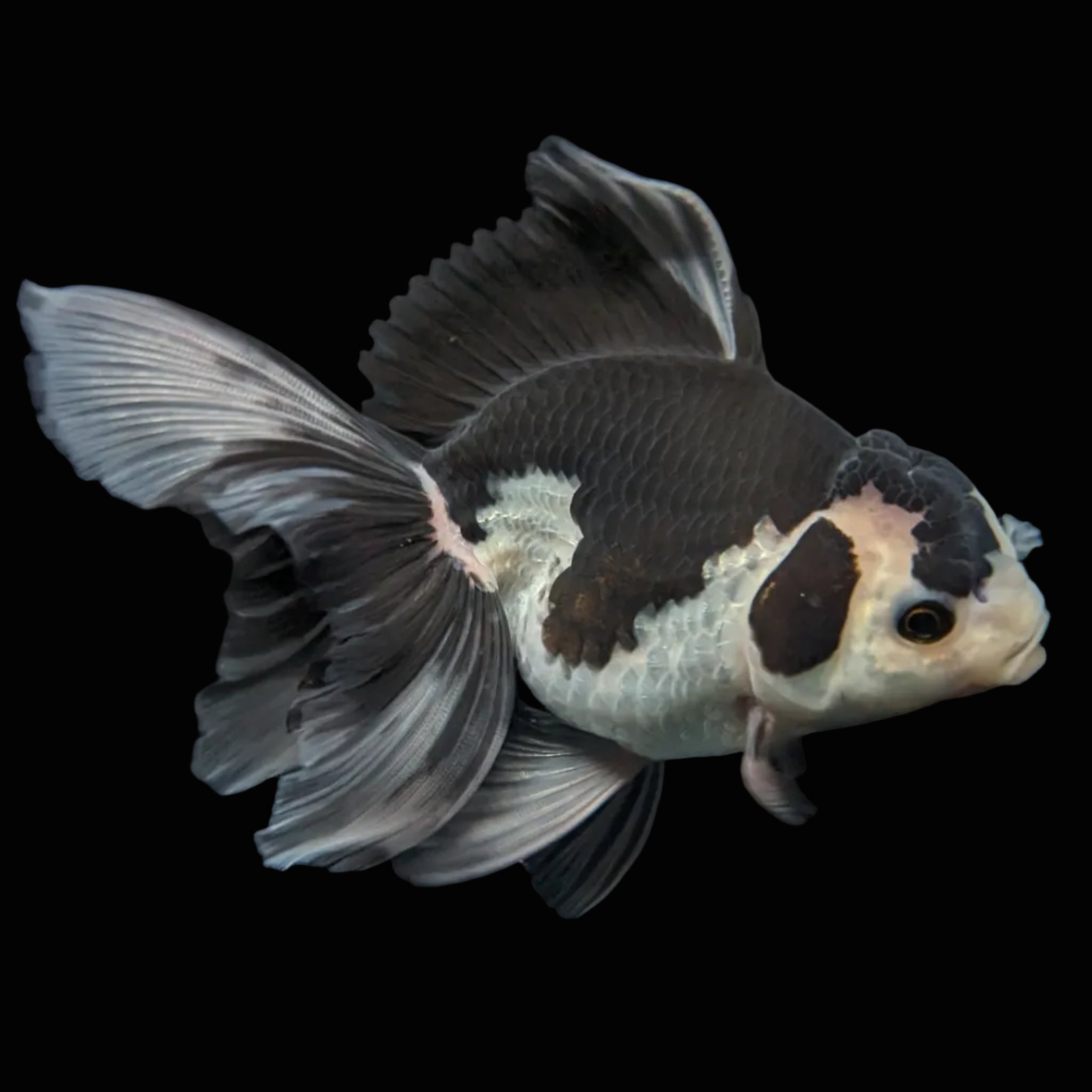 Thai Oranda Panda  4.5"-5"  ID#718T5B-001