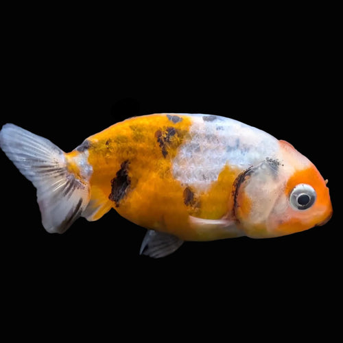 Baby Ranchu Calico 2"-2.5" in. ID#508R3A-017