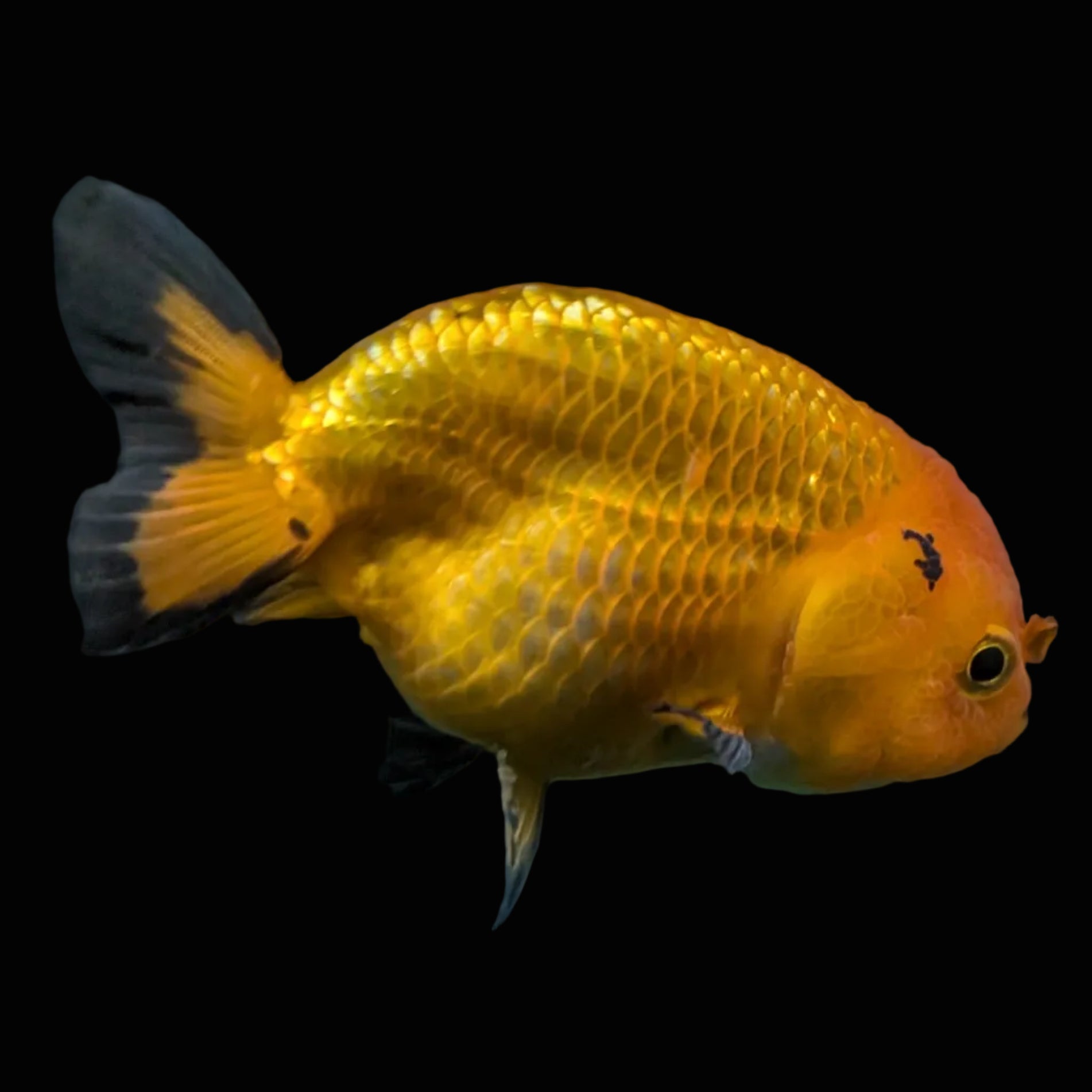 Ranchu Red Black 4"-4.5"in. ID#821R4A-056