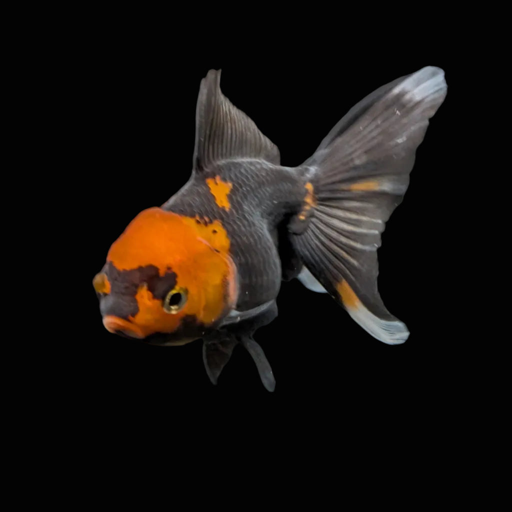 Juvenile Oranda Tricolor 3.5"-4" in.  ID#417T7A-002