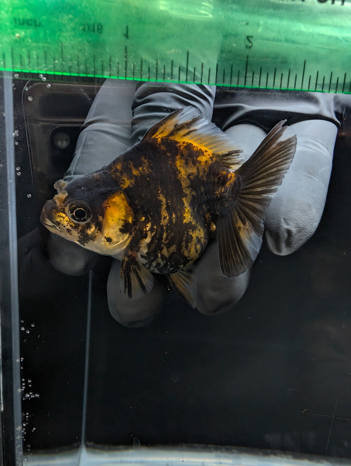 Baby Thai Shogun Oranda Tiger Calico 2"-2.5" in. ID#1023BSG11A-024