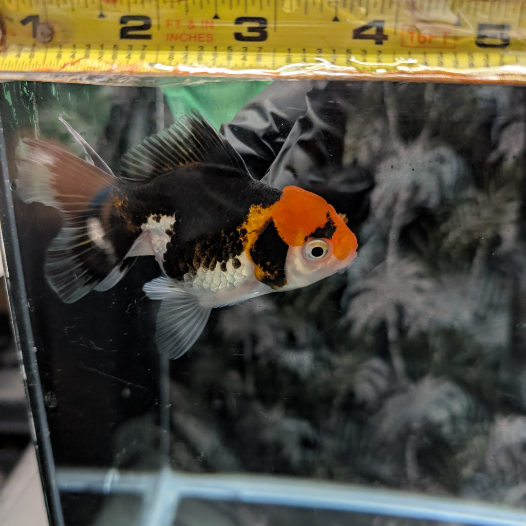 Juvenile Oranda Tricolor 3.5"-4" in.  ID#320T13b-002