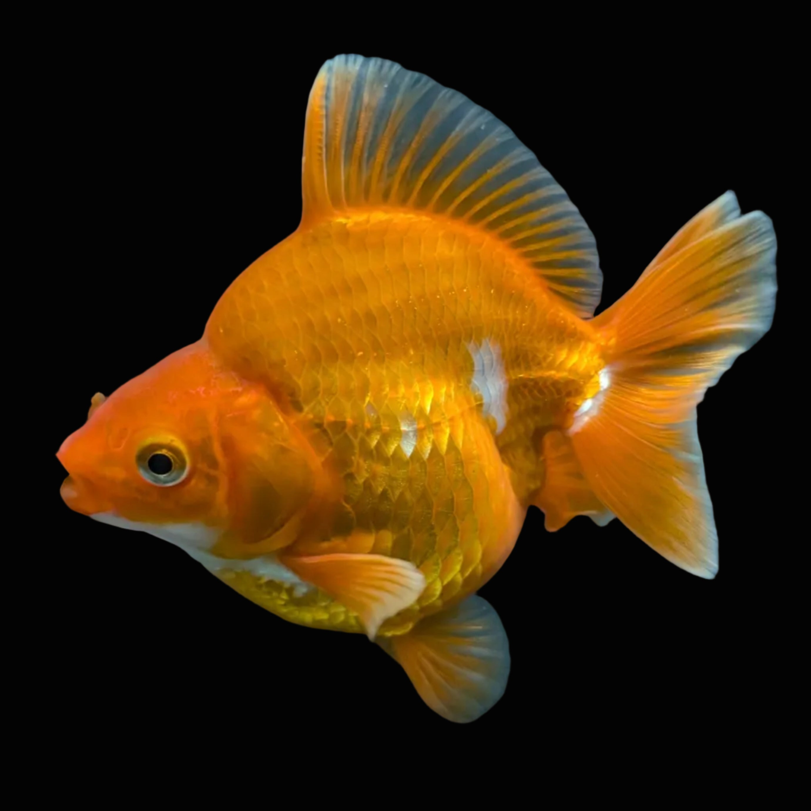 Jumbo Ryukin Short Tail Red White 4.5" in. ID#828STR5B-002